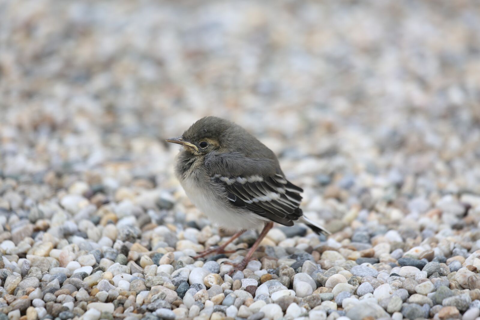Canon EF 100-400mm F4.5-5.6L IS USM sample photo. Bird, young, animal photography