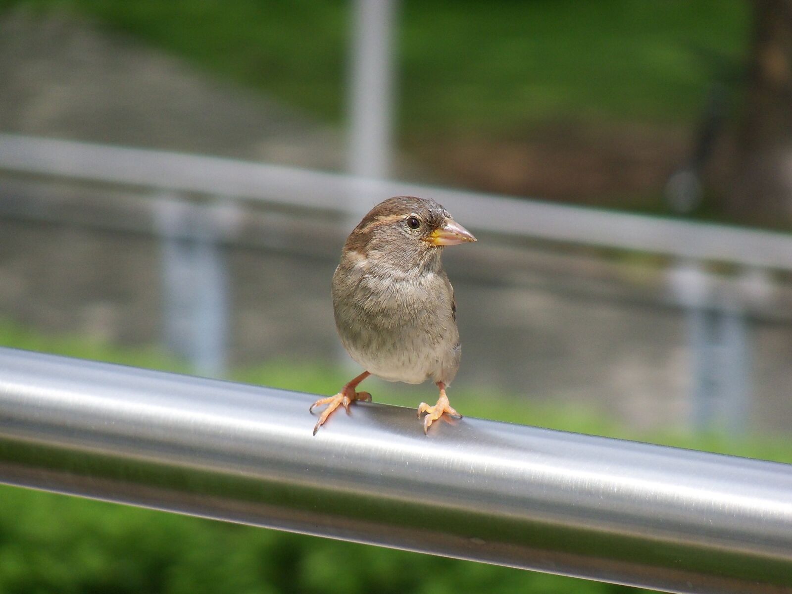 Kodak EasyShare Z915 sample photo - ip4oekUx4x - ExploreCams Kodak EasyShare Z915 sample photo - ip4oekUx4x - ExploreCams