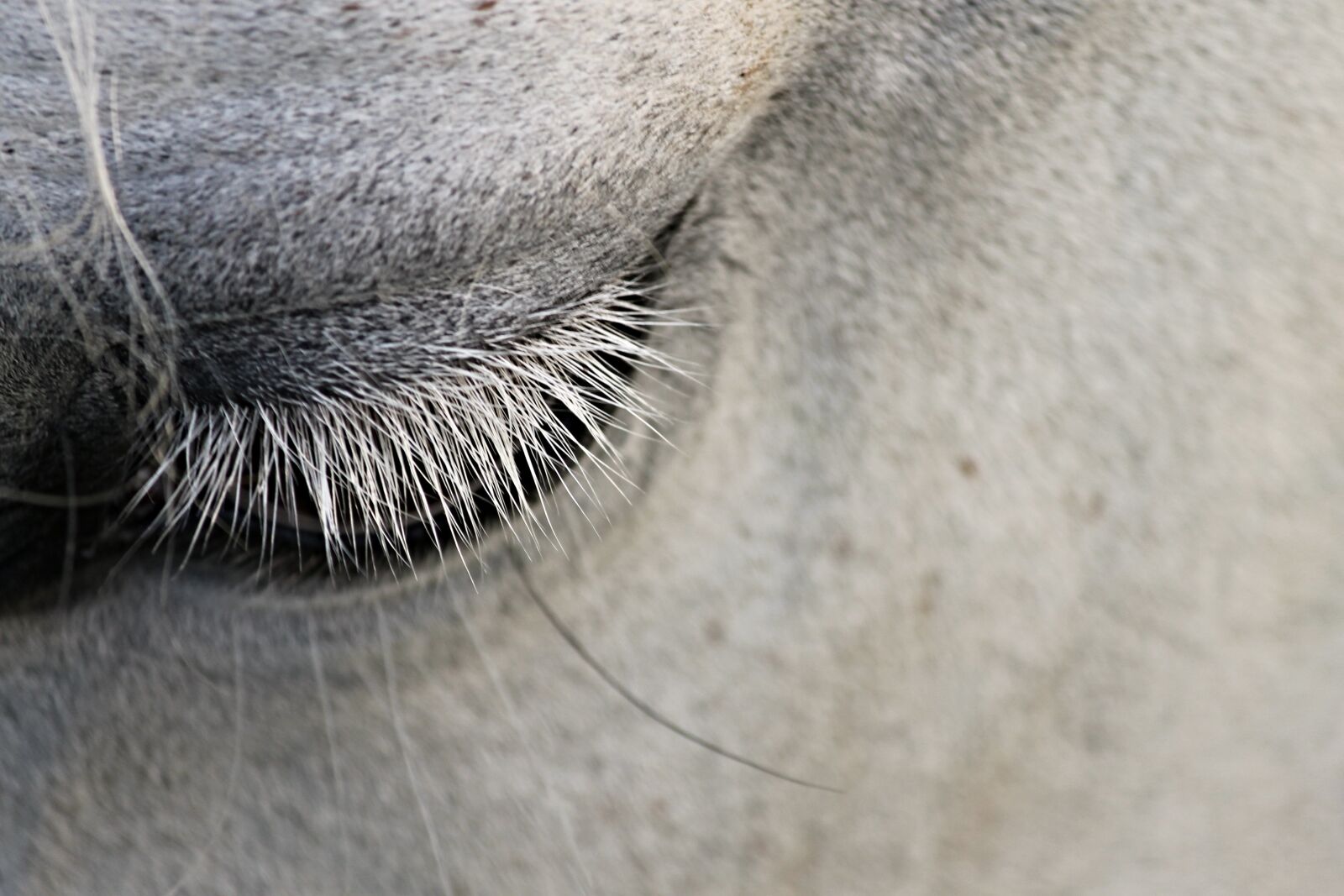 Canon EOS 1100D (EOS Rebel T3 / EOS Kiss X50) sample photo. Eye, eyelashes, horse photography