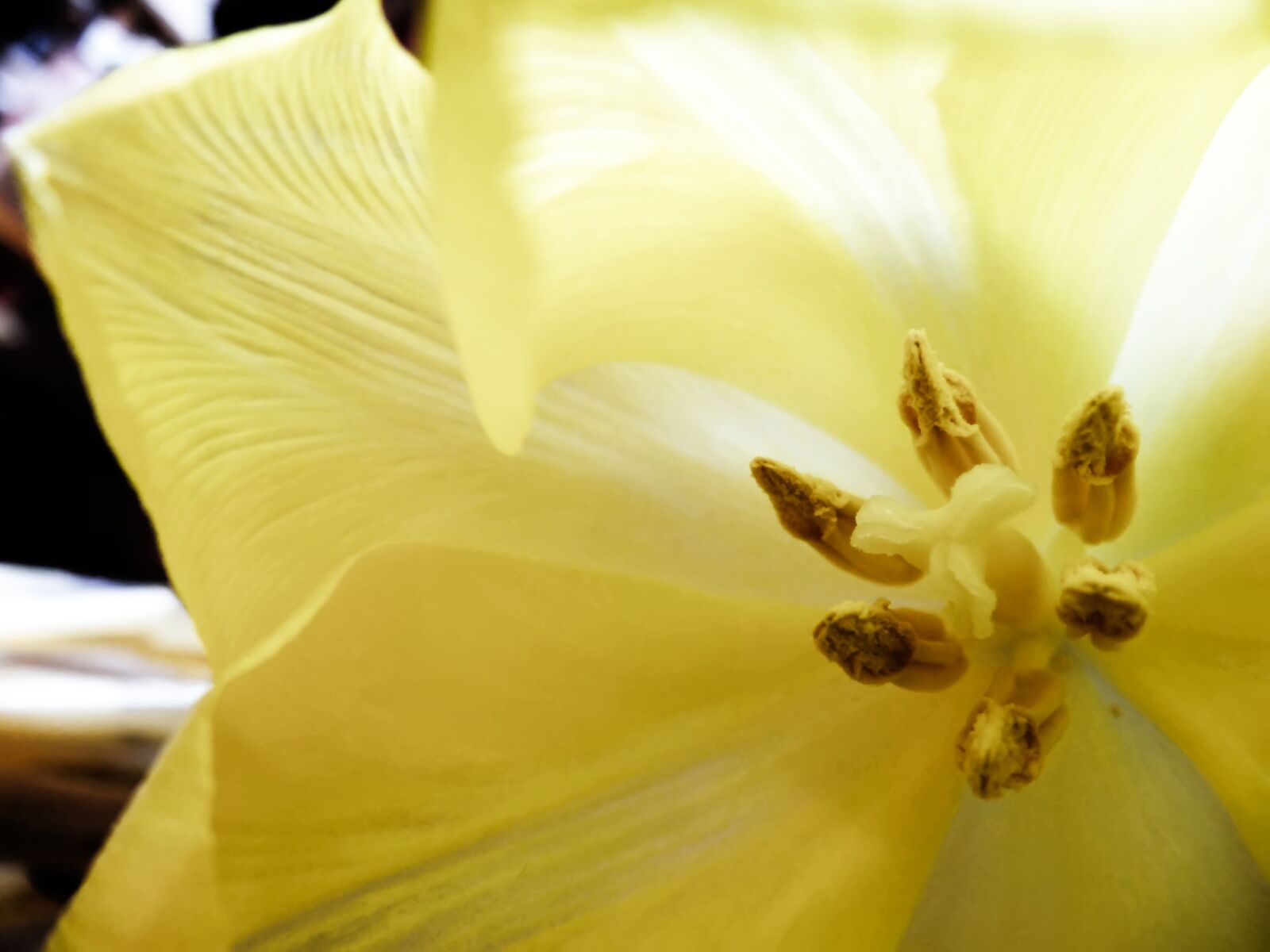 Sony Cyber-shot DSC-HX20V sample photo. Flowers, yellow, petals photography