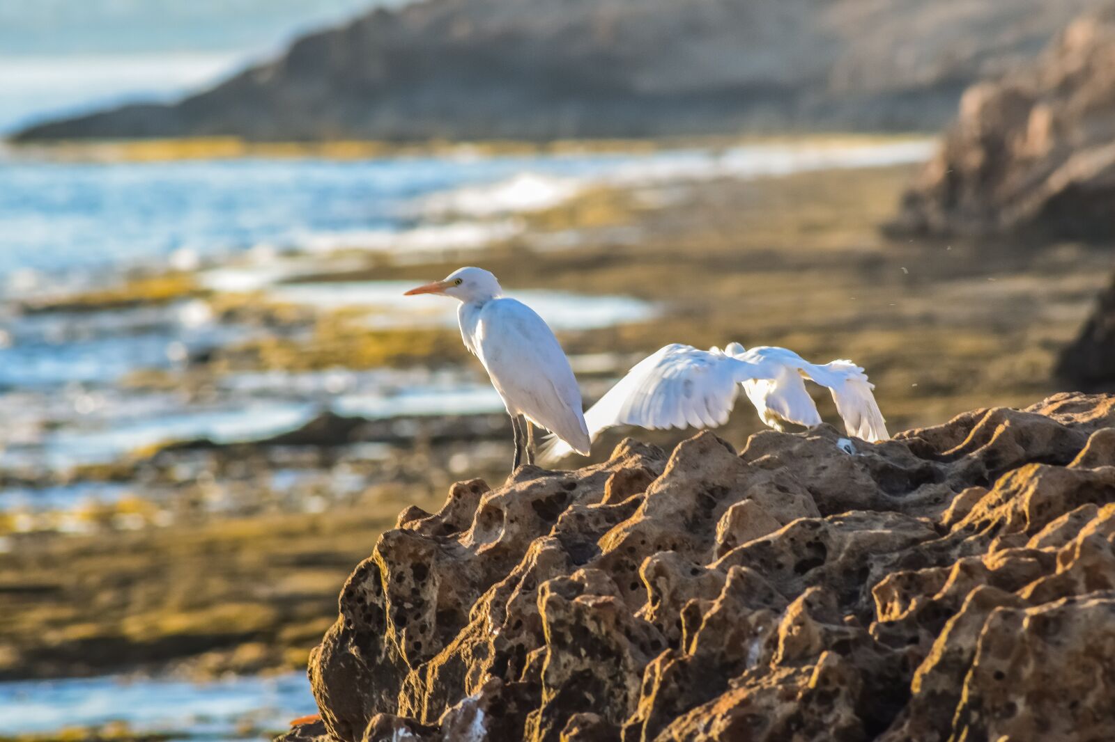 Nikon D3300 sample photo. Sea birds, coast, nature photography