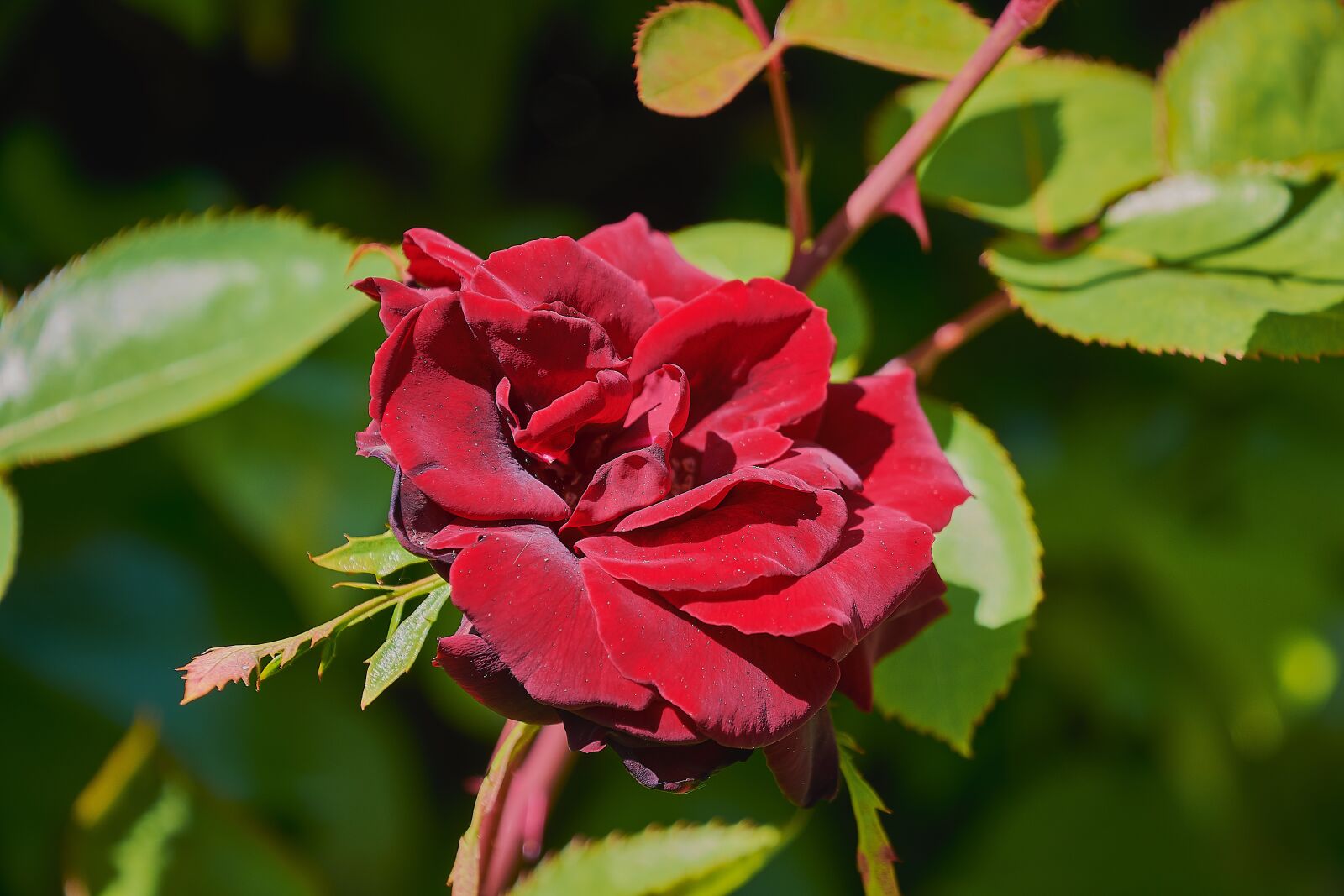 Nikon D7200 sample photo. Rosa, red, roses photography