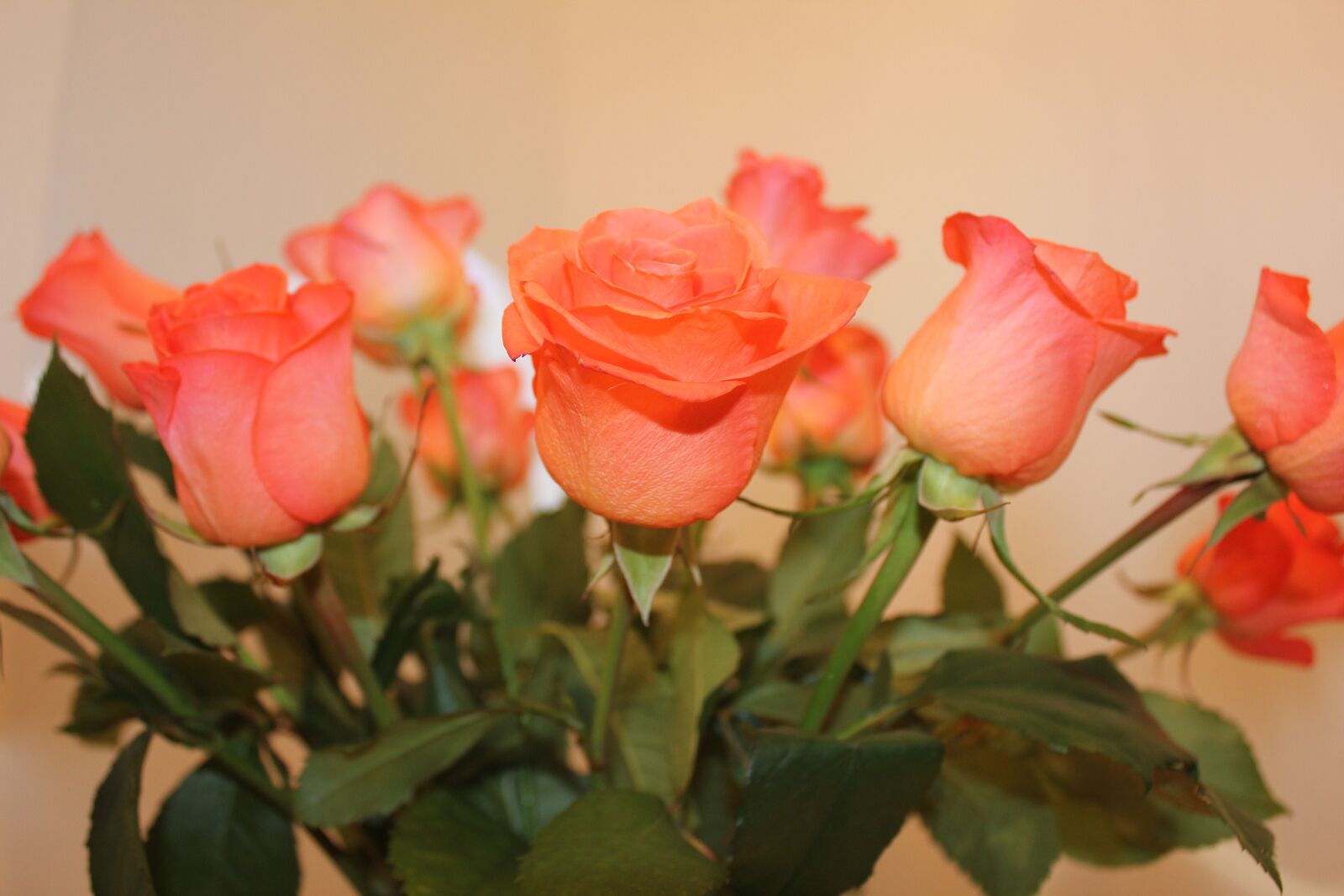 Canon EOS 550D (EOS Rebel T2i / EOS Kiss X4) sample photo. Flowers, rose, bouquet photography