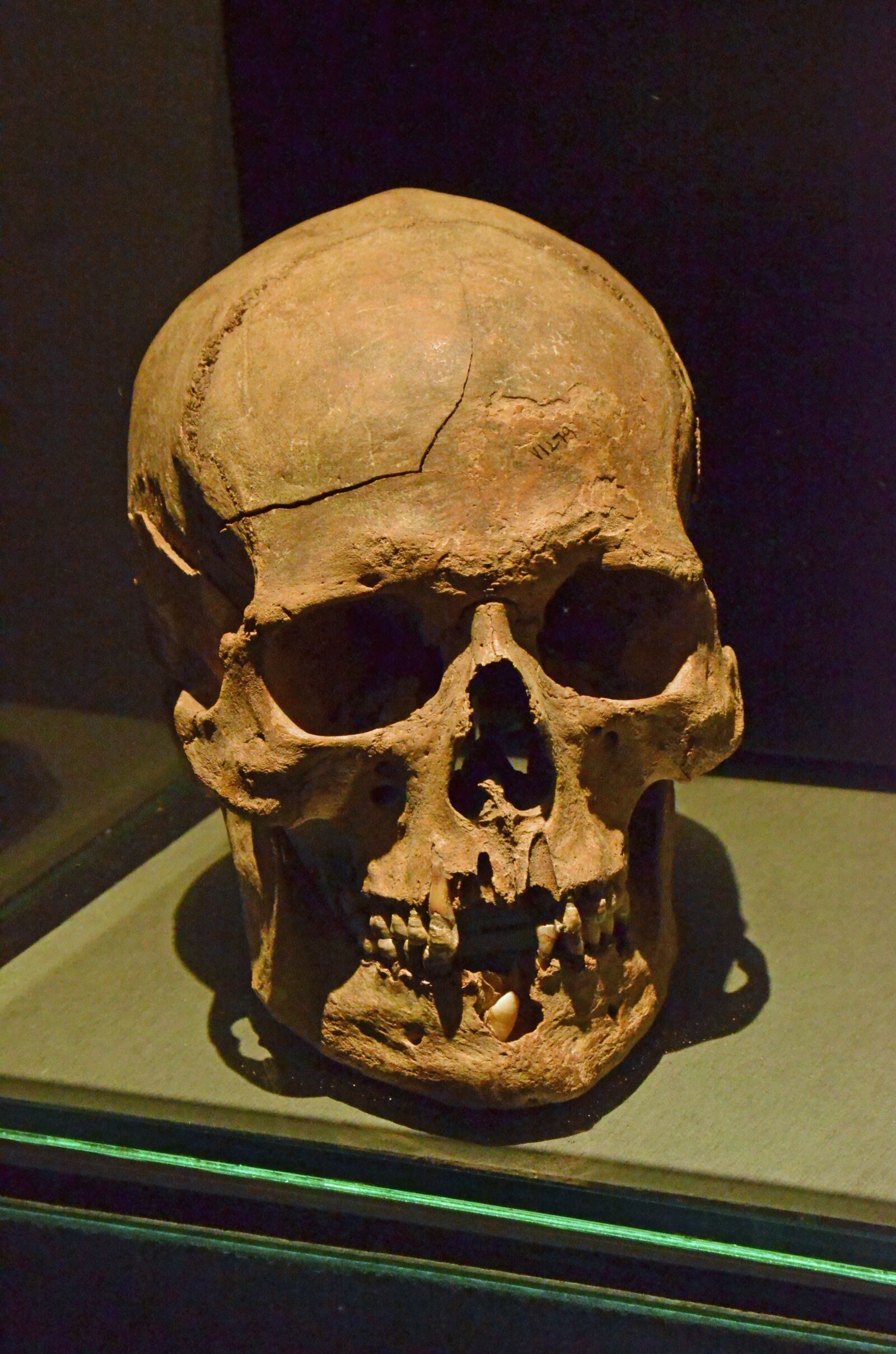 Nikon D7000 sample photo. Skull, skeleton, head photography
