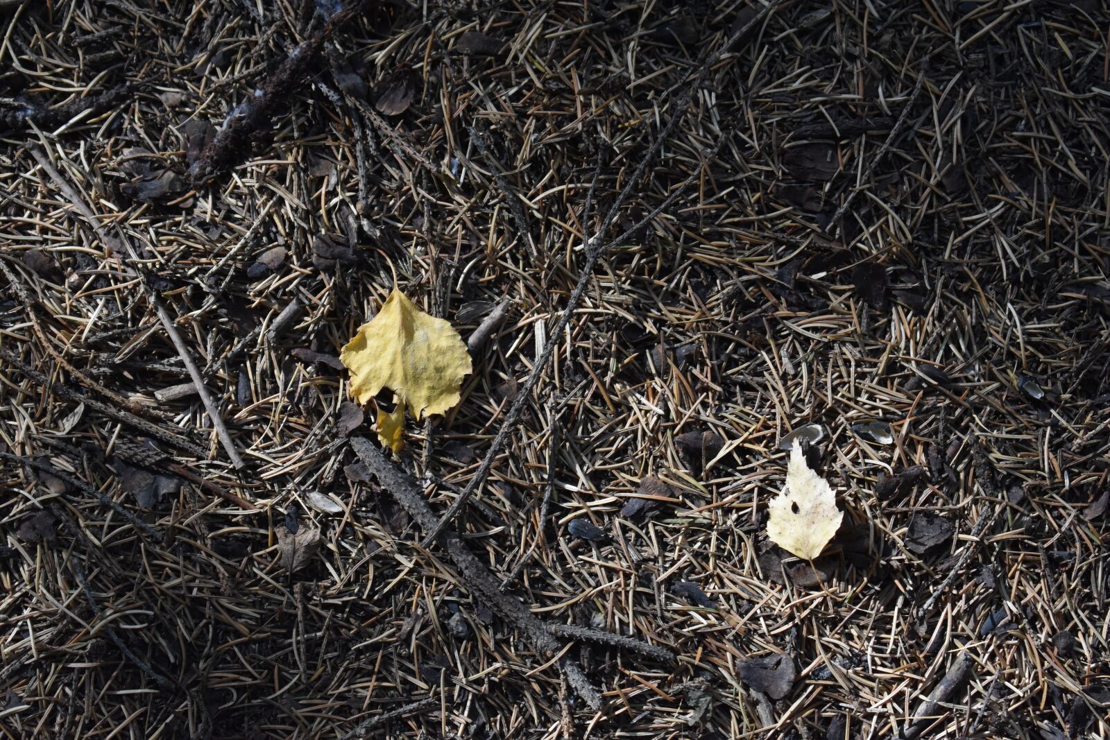 Nikon D3400 sample photo. Needle, pine, spruce photography