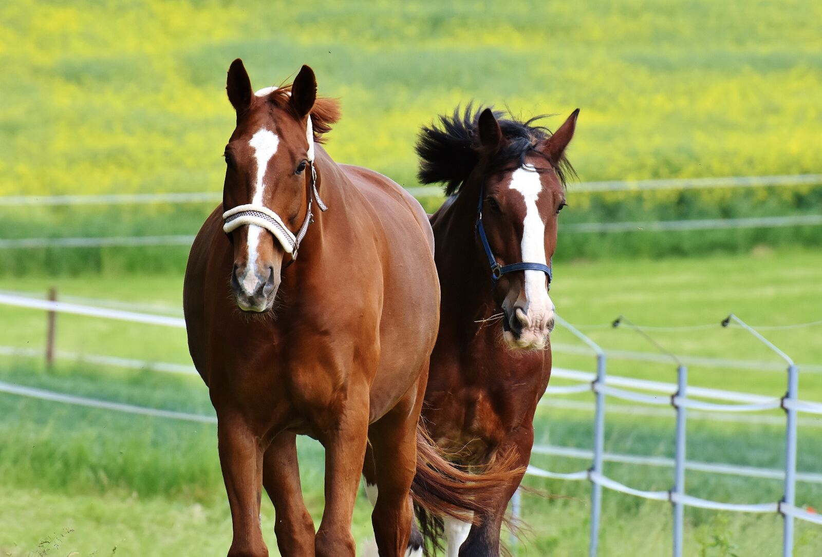 Nikon D7200 sample photo. Horses, for two, coupling photography