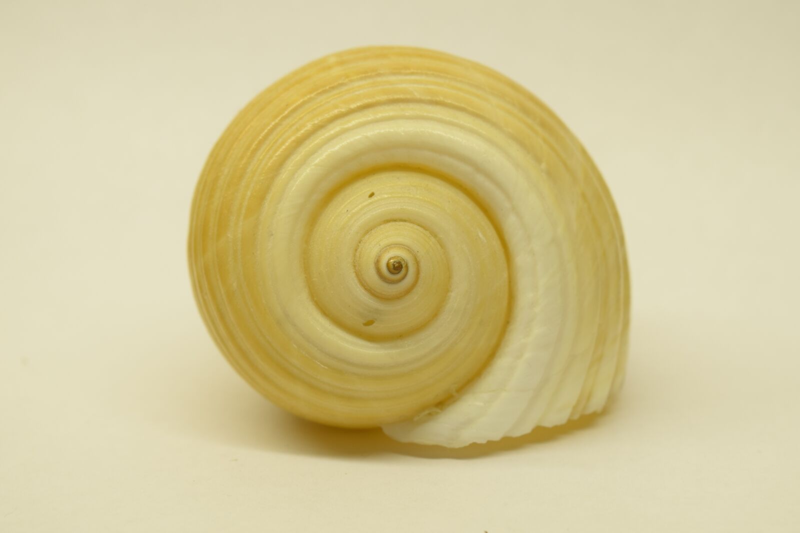 Nikon D3300 sample photo. Shell, close up, spiral photography