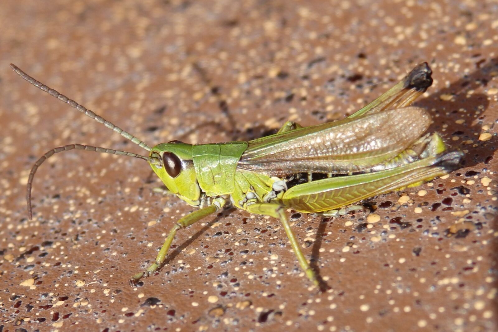 Olympus SZ-16,DZ-105 sample photo. Insect, grasshopper, green photography
