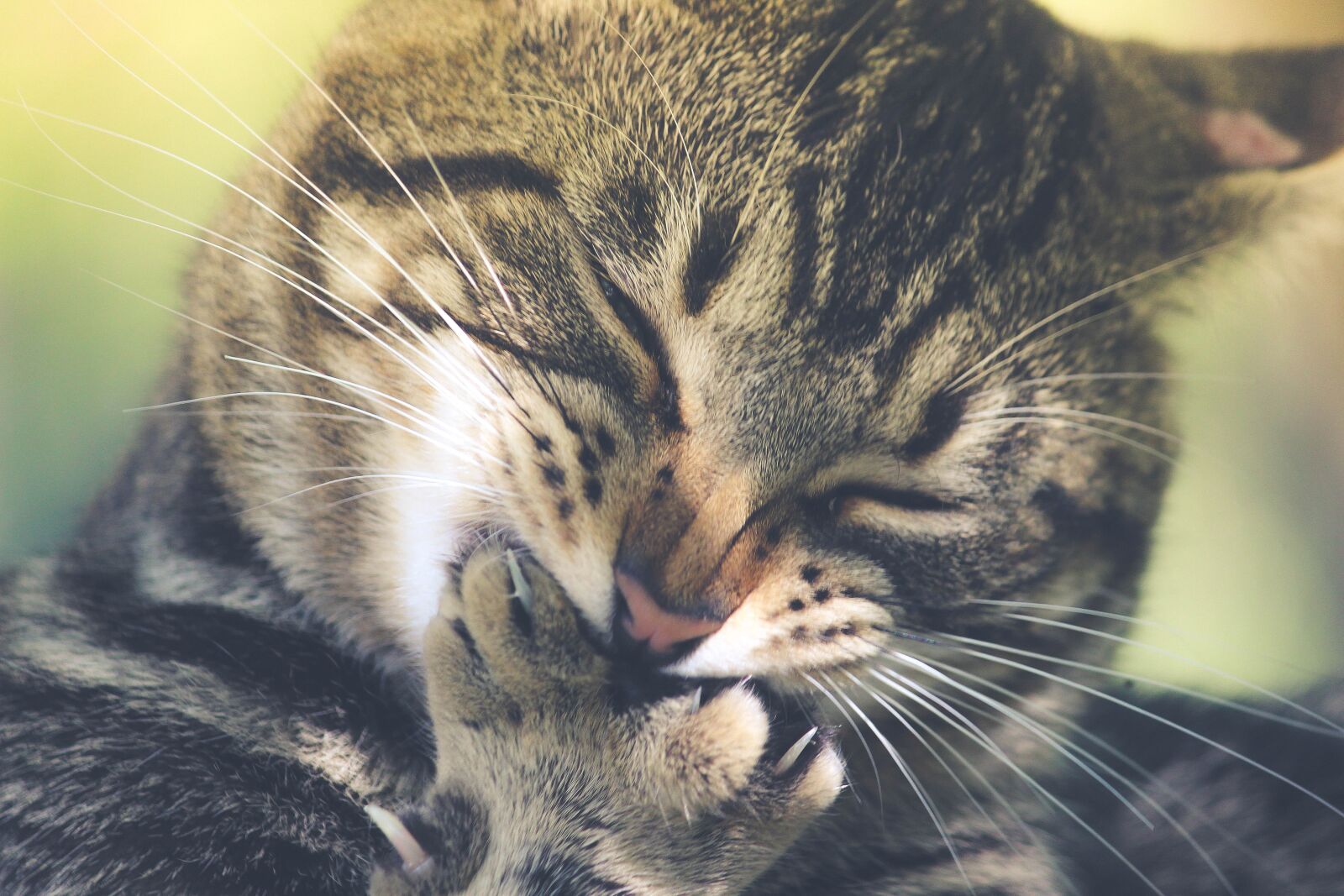 Canon EOS 600D (Rebel EOS T3i / EOS Kiss X5) sample photo. Adorable, animal, cat photography