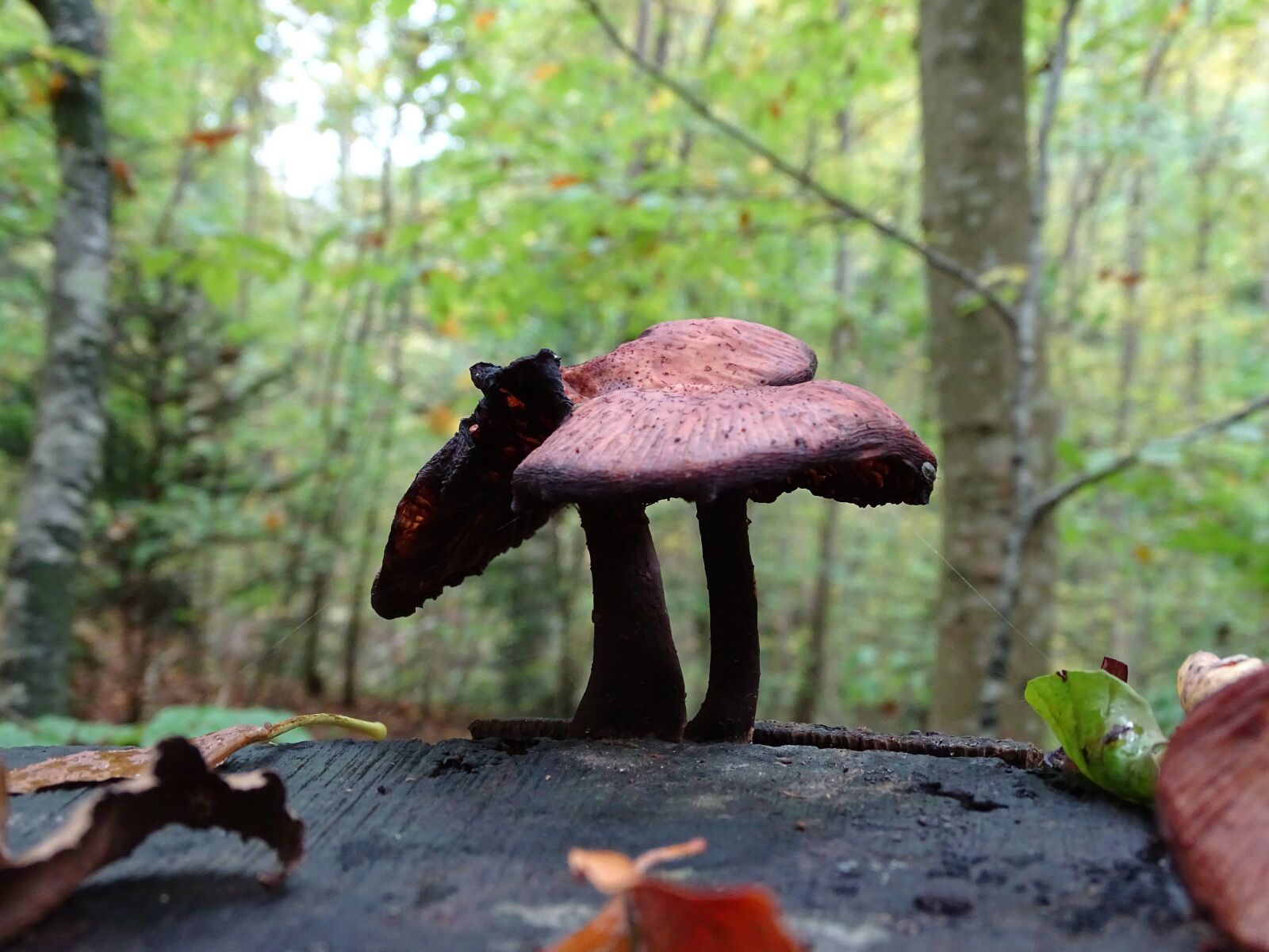 Sony Cyber-shot DSC-HX400V sample photo. Mushroom, mushroom picking, forest photography