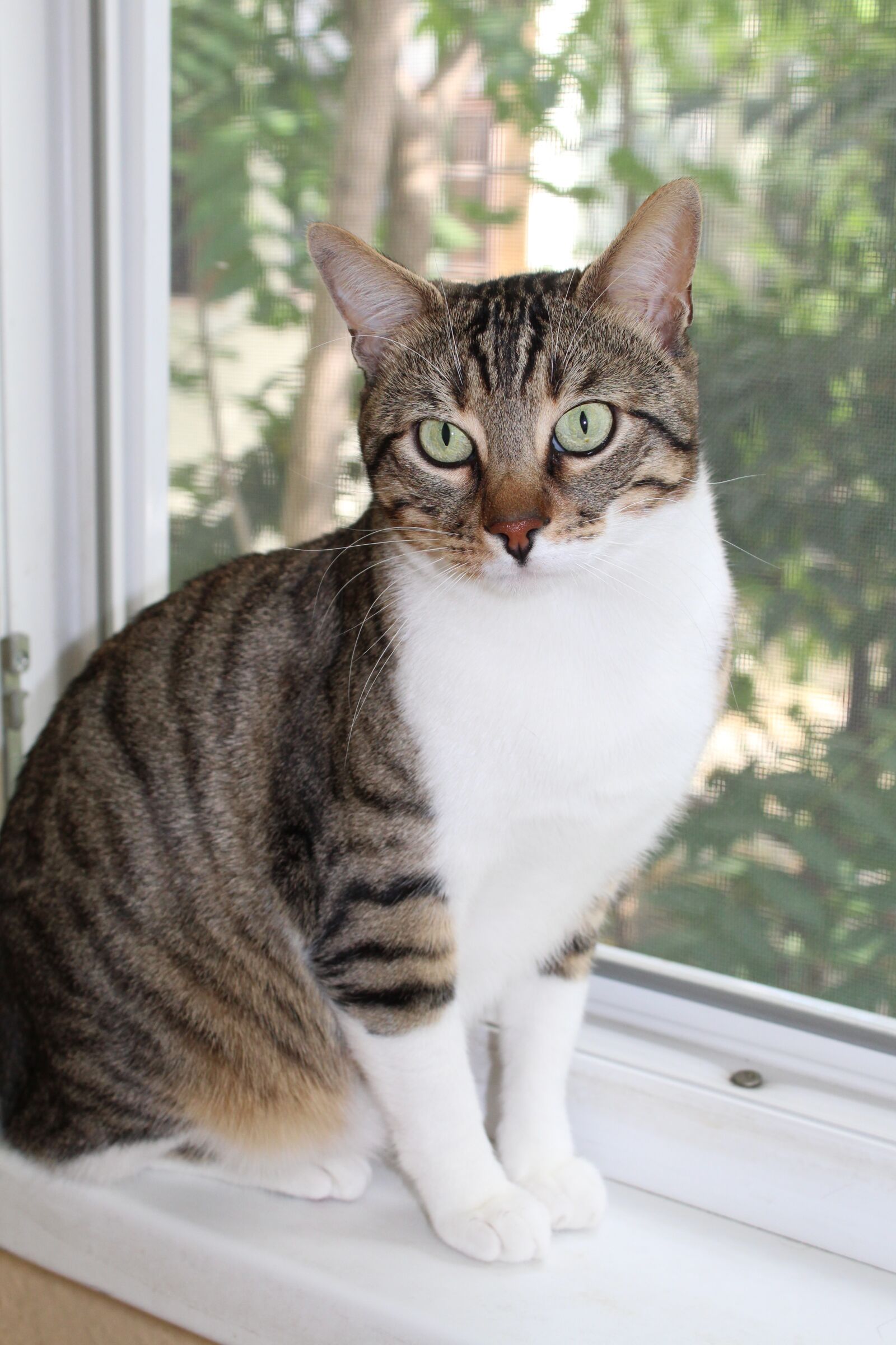 Canon EOS 1300D (EOS Rebel T6 / EOS Kiss X80) sample photo. Cat, window, beautiful photography