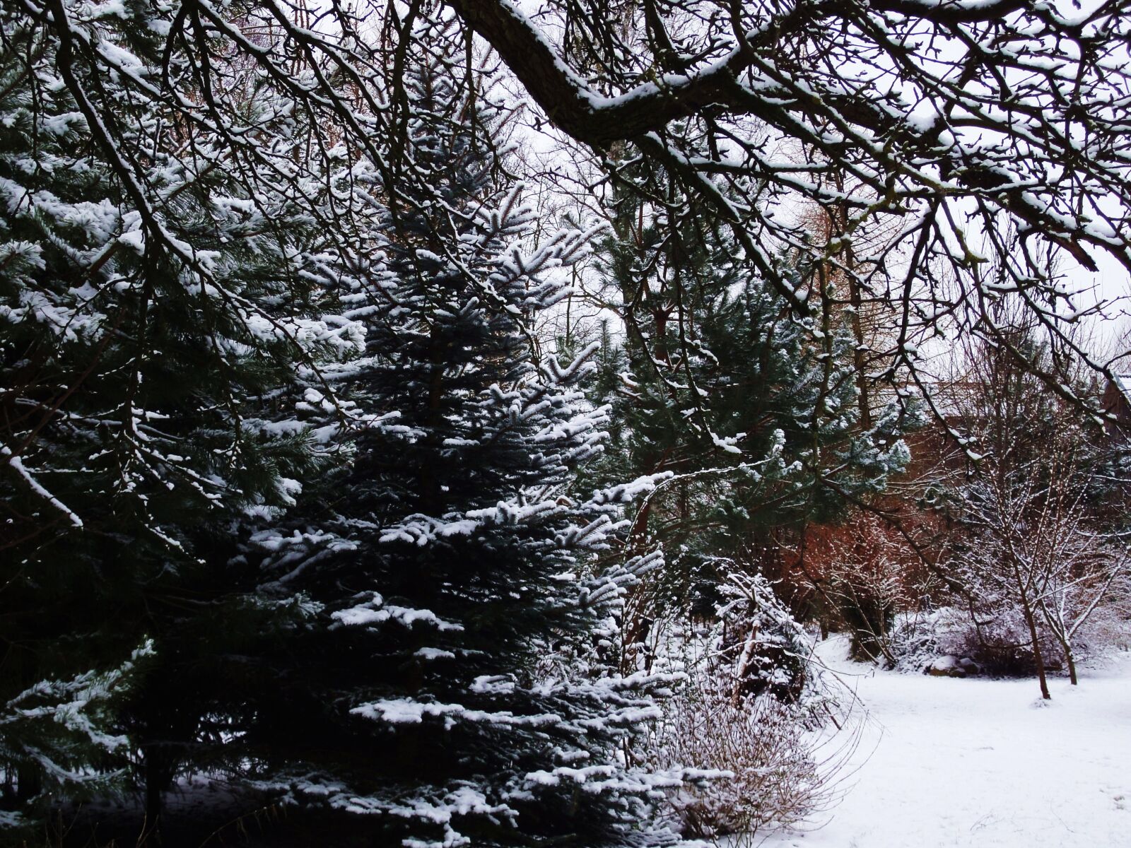 Sony Cyber-shot DSC-WX1 sample photo. Garden, snow, tree, winter photography