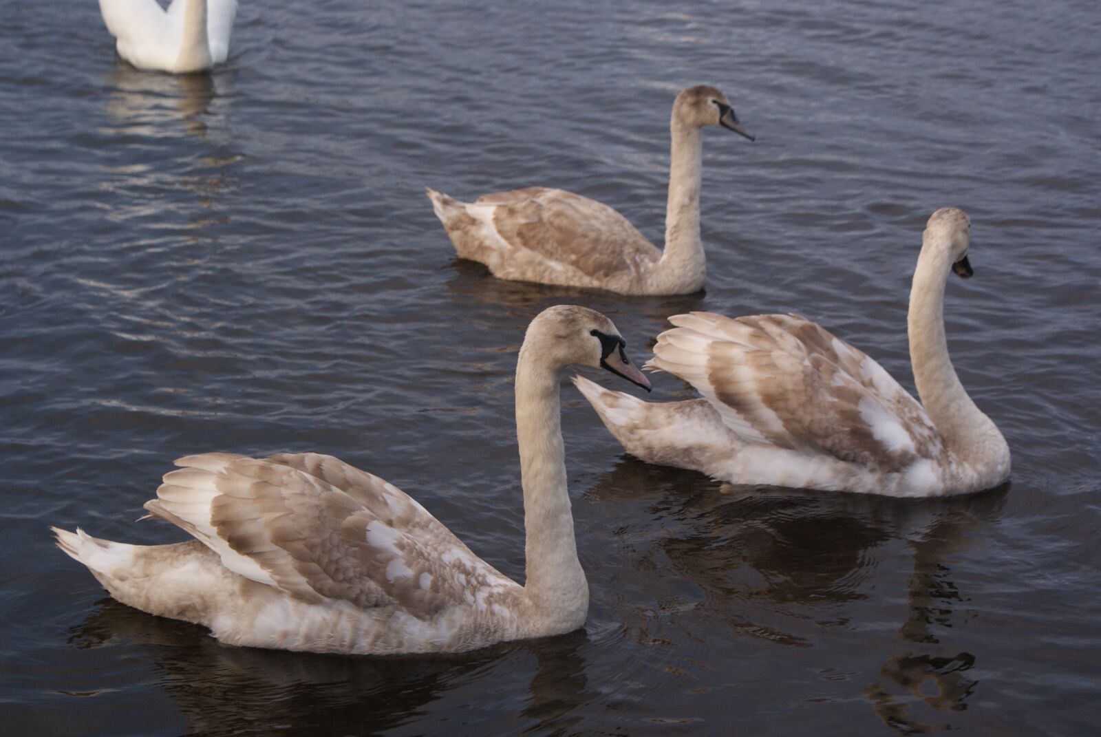 Sony Alpha DSLR-A200 sample photo. Birds, swan, nature photography