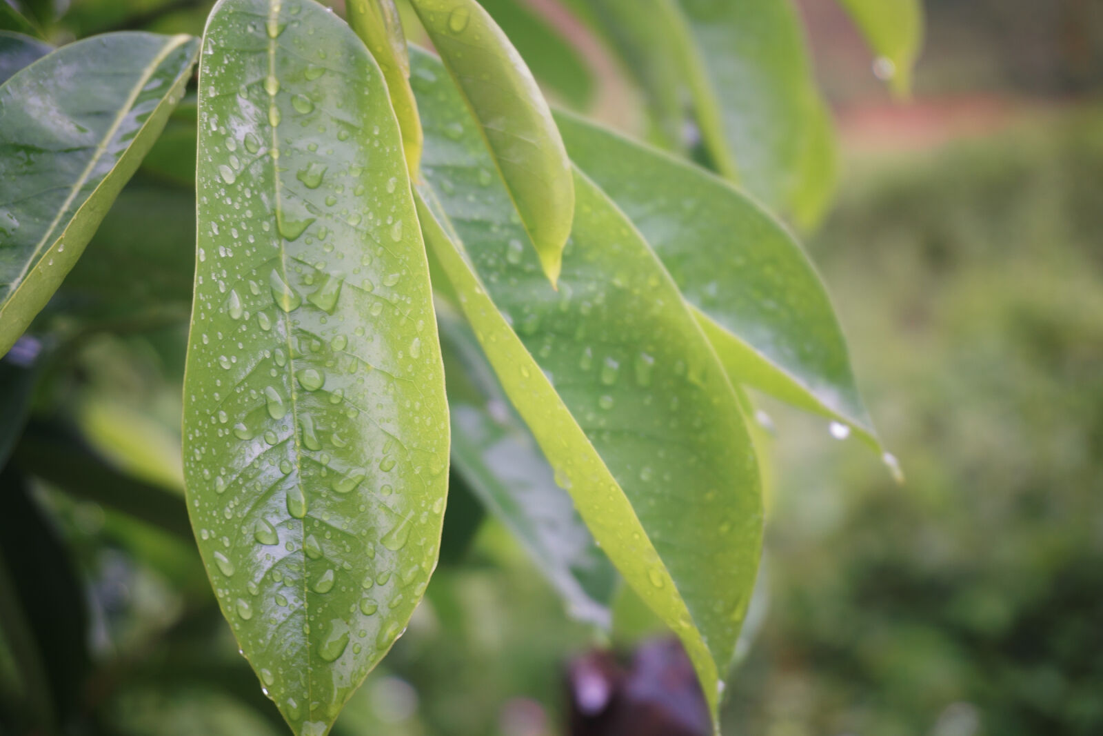 Sony a6000 sample photo. Brain, green, natural photography