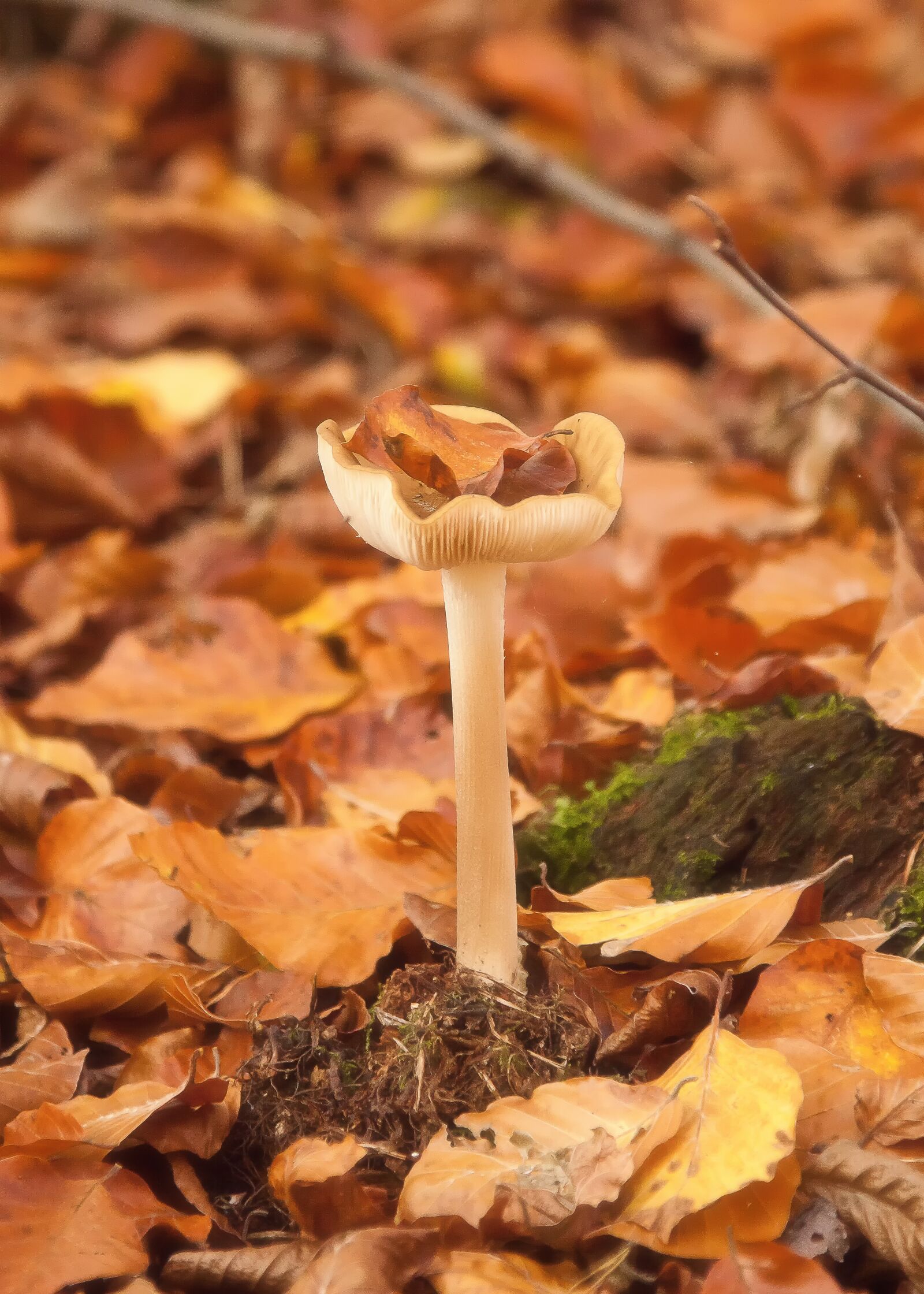 Canon EOS 50D + Canon EF 24-105mm F4L IS USM sample photo. Mushrooms, forest, autumn photography