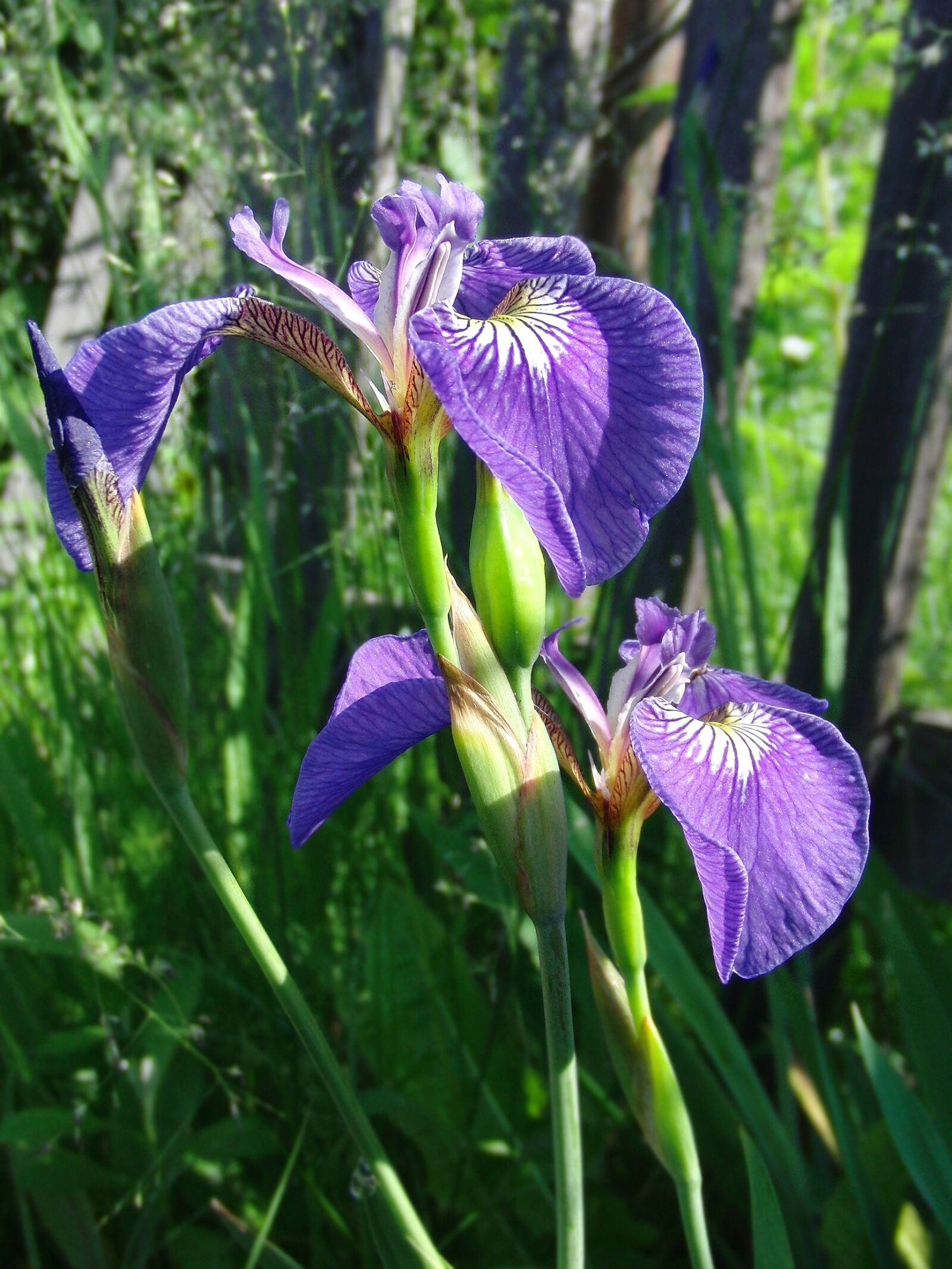 CASIO EX-FC100 sample photo. Iris, wild iris, purple photography