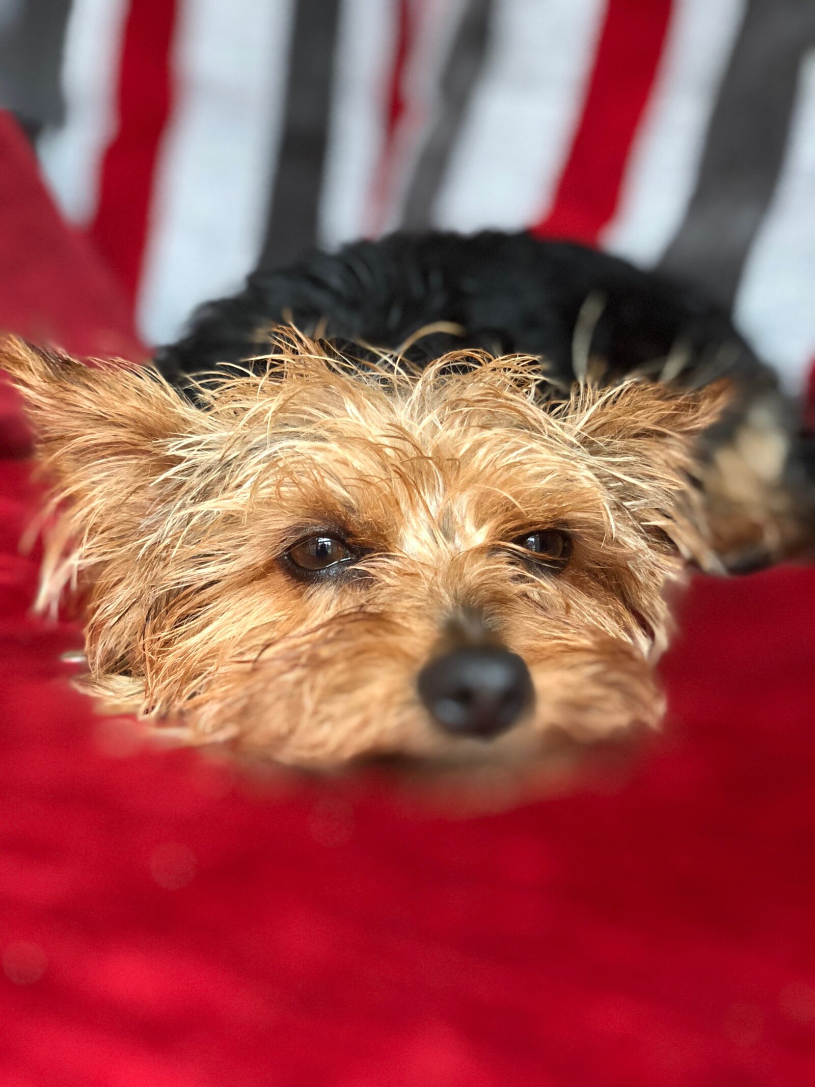 iPhone X back dual camera 6mm f/2.4 sample photo. Dog, yorkie, yorkshire terrier photography