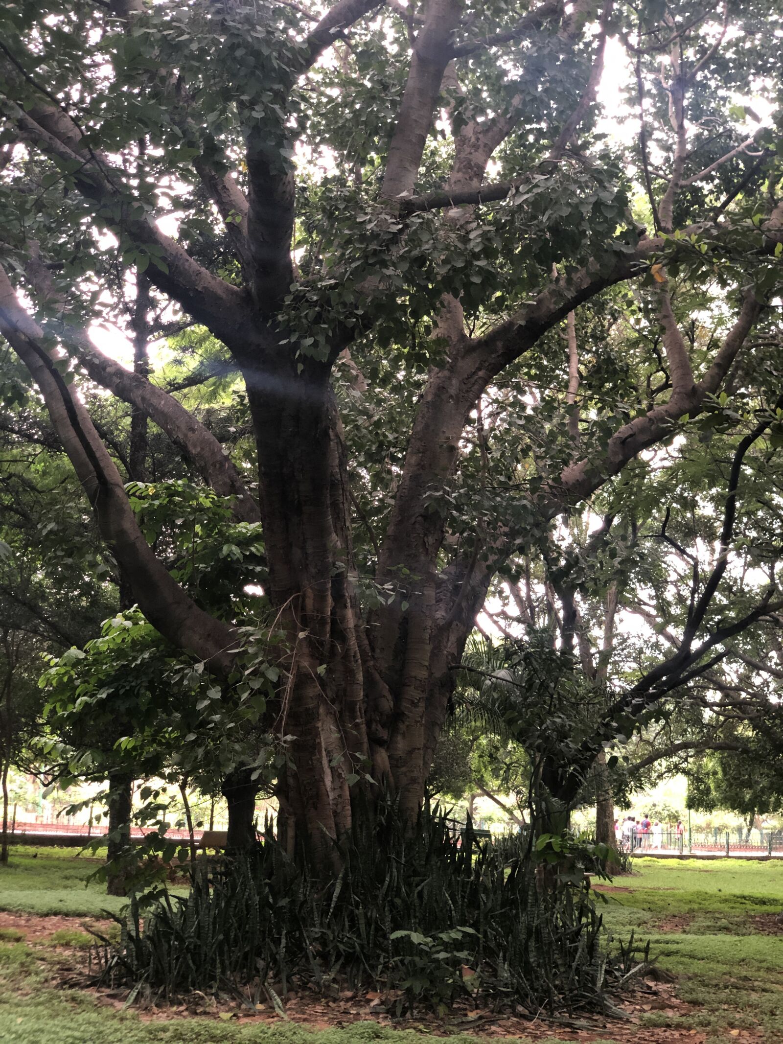 Apple iPhone X sample photo. Forest, nature, tree photography