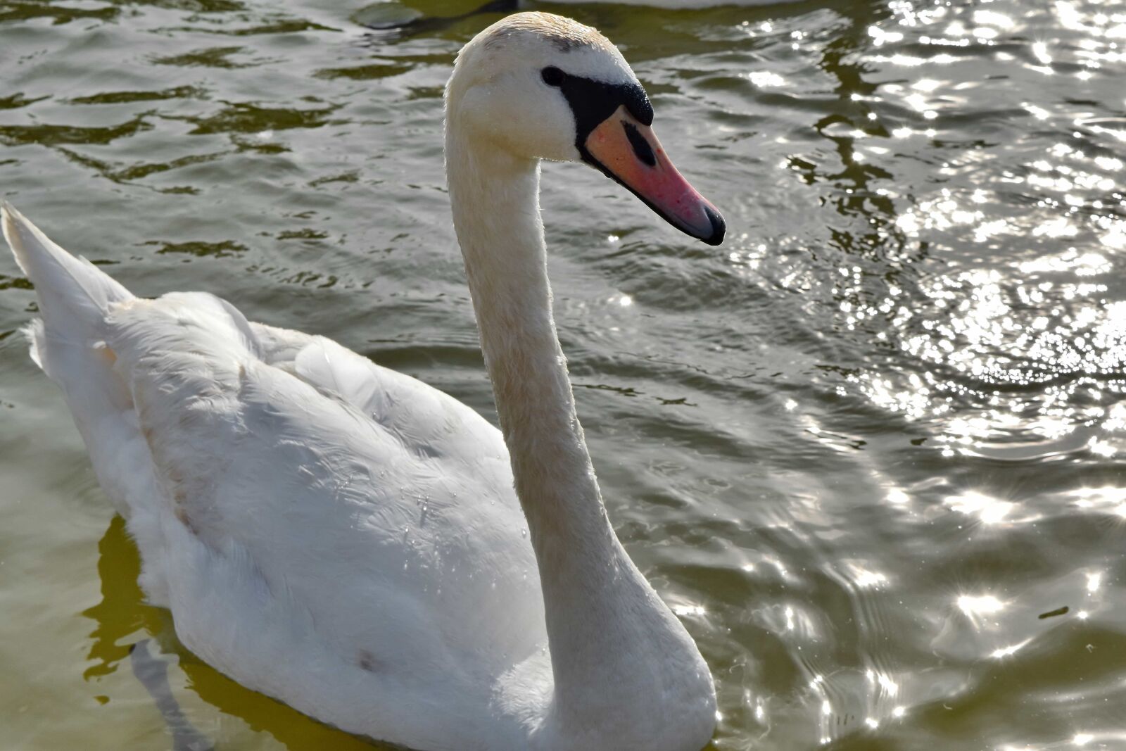 Nikon D5500 sample photo. Swan, beak, aquatic bird photography