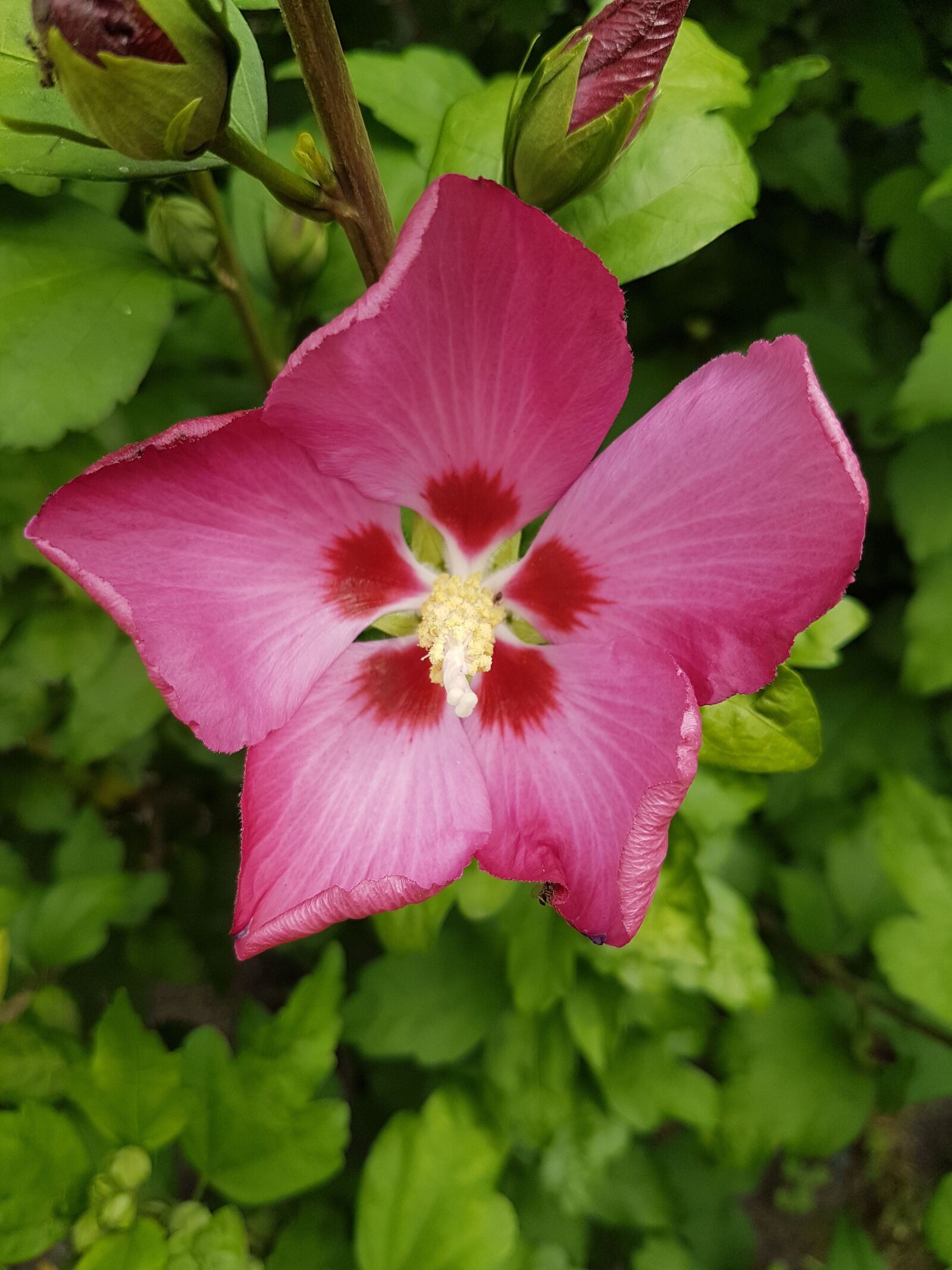 Samsung Galaxy S7 Edge sample photo. Hibiscus, garden, plant photography