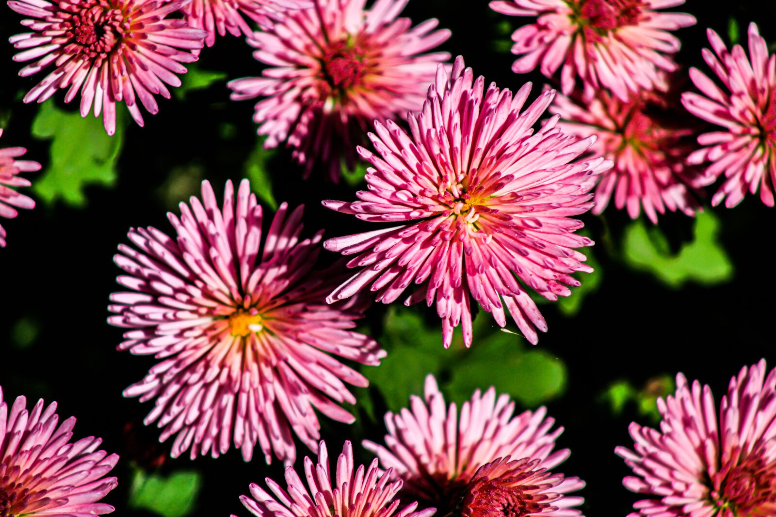 EF75-300mm f/4-5.6 sample photo. Flowers, pink flowers, blossom photography