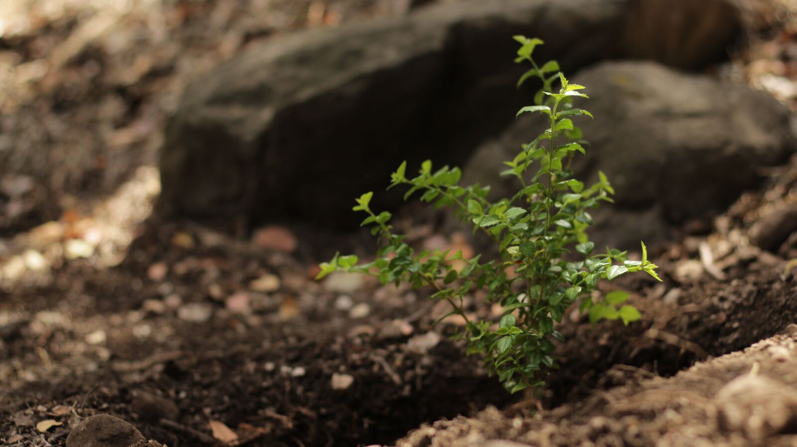 Canon EOS 700D (EOS Rebel T5i / EOS Kiss X7i) sample photo. Plant, nature, forest photography