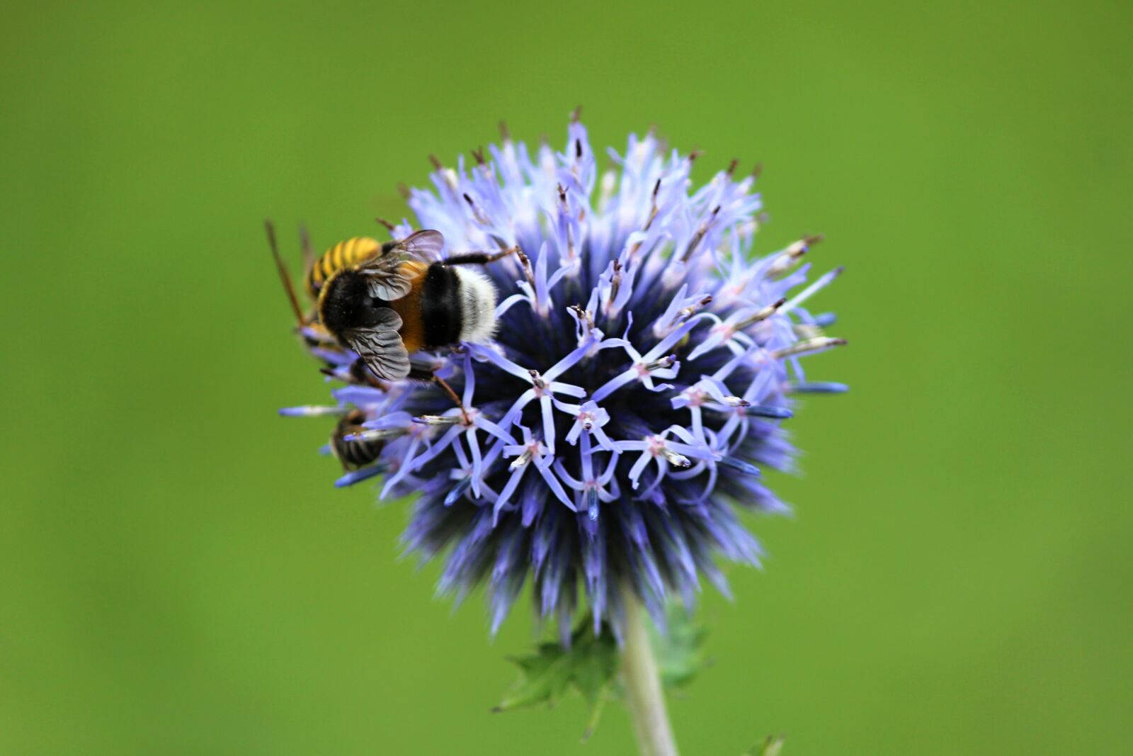 Canon EOS 600D (Rebel EOS T3i / EOS Kiss X5) sample photo. Flower, bumble-bee, insect photography