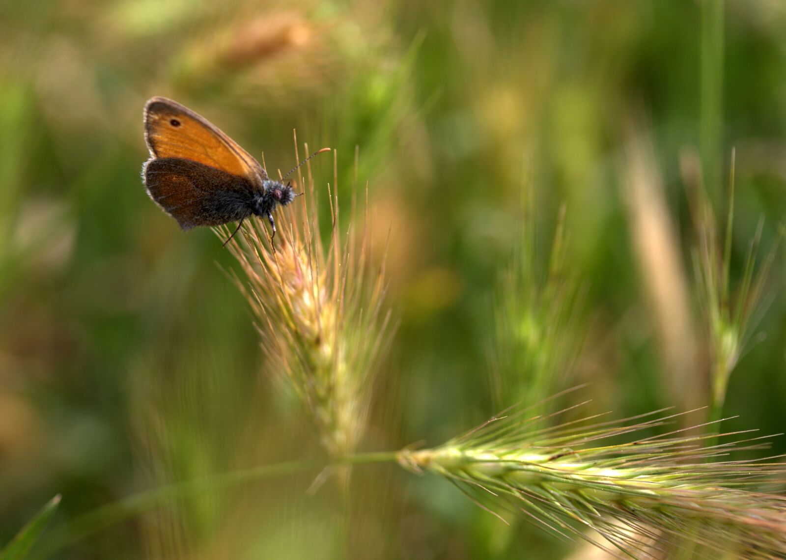 Canon EF-S 60mm F2.8 Macro USM sample photo. Butterfly, spike, red photography