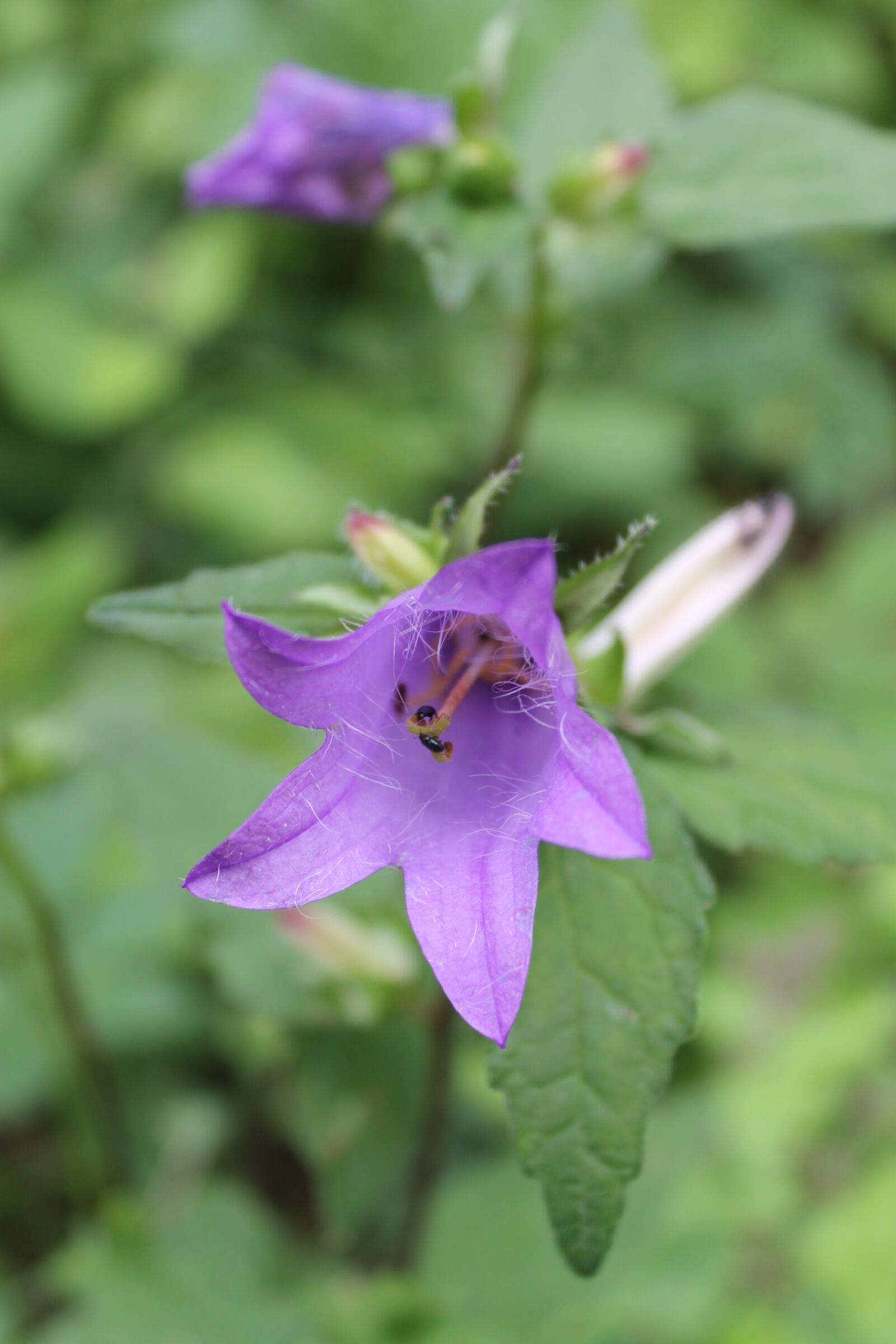 Canon EOS 1100D (EOS Rebel T3 / EOS Kiss X50) sample photo. Wild flower, purple, summer photography