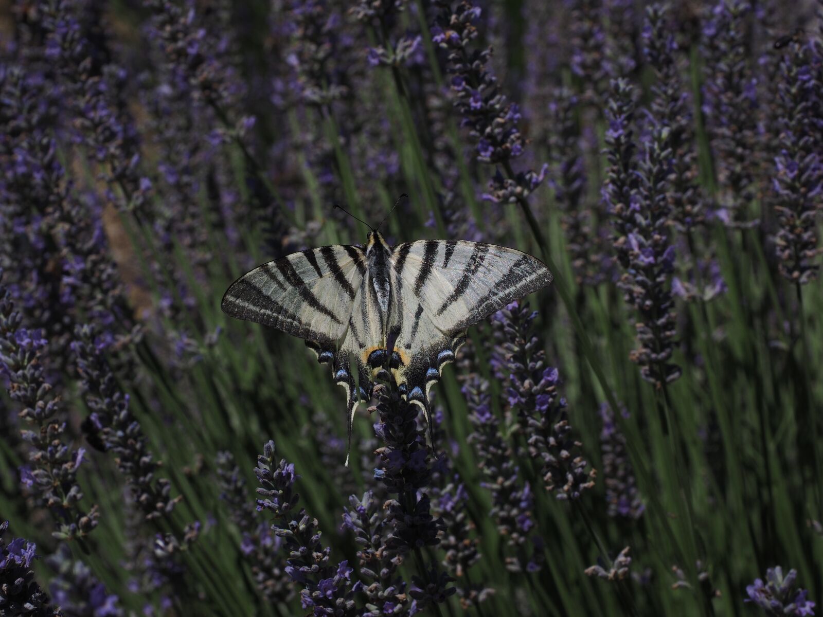 Olympus OM-D E-M1 + Olympus M.Zuiko Digital ED 12-40mm F2.8 Pro sample photo. Dovetail, butterfly, swallowtail butterflies photography
