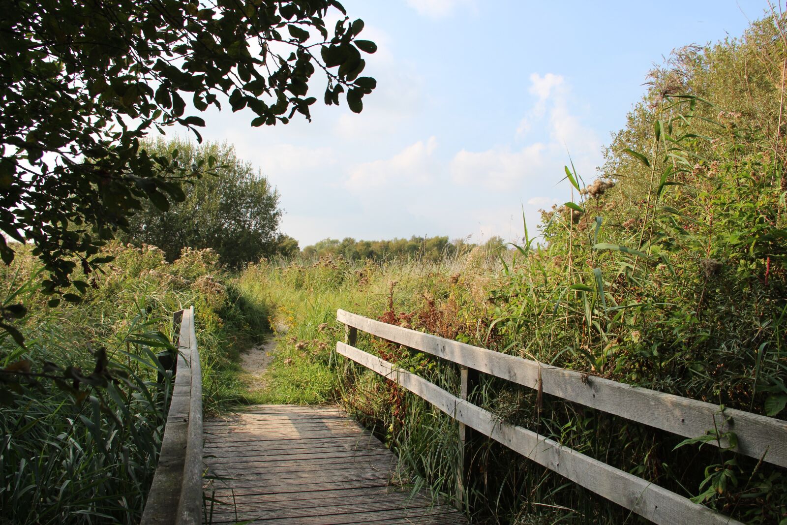 Canon EOS 700D (EOS Rebel T5i / EOS Kiss X7i) sample photo. Bridge, nature, trees photography