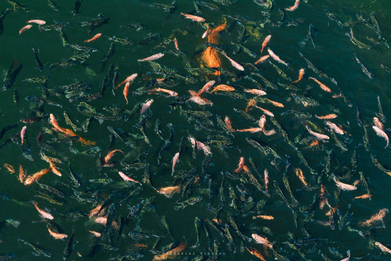 Nikon D7100 sample photo. Fish, farm, water photography