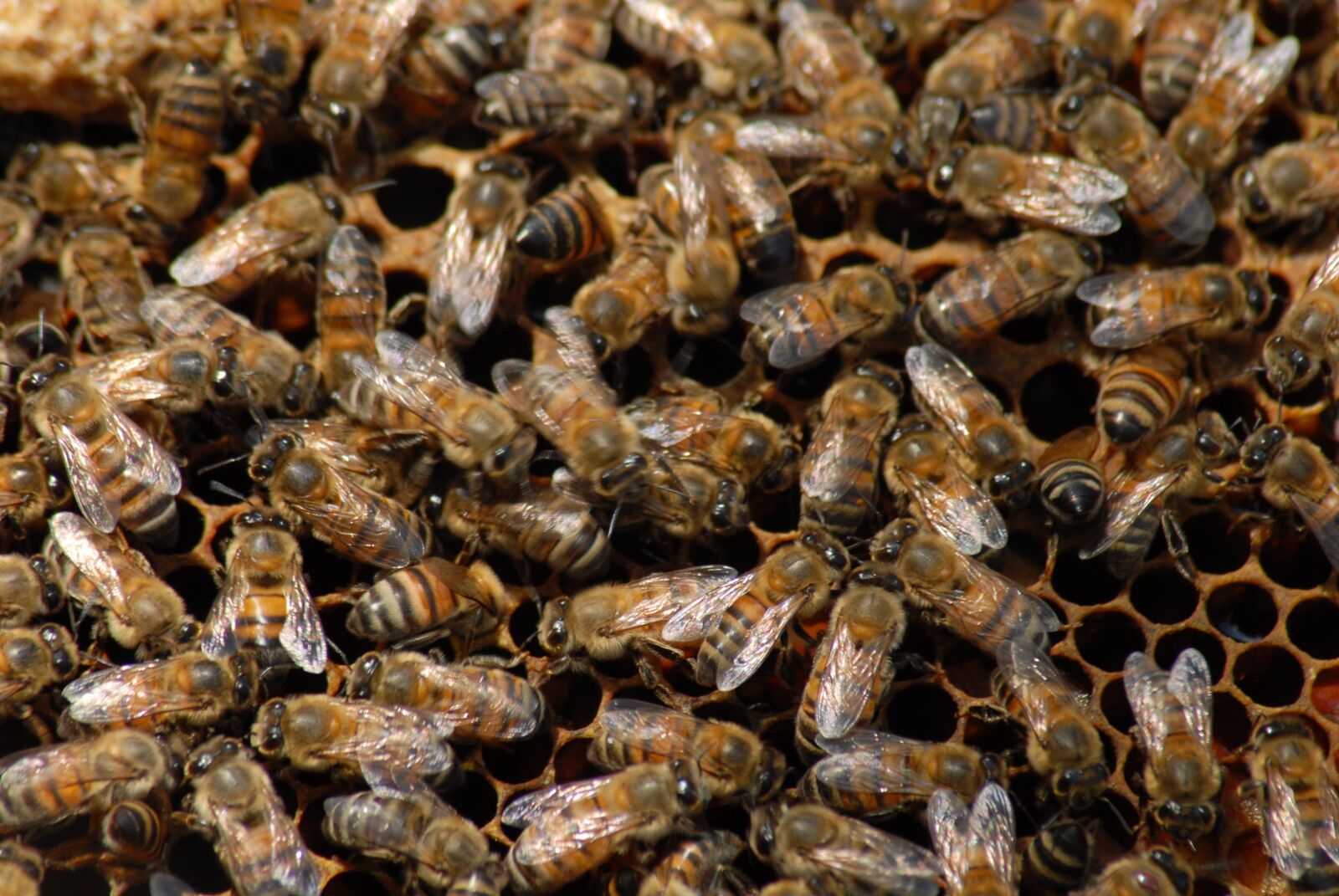 Nikon D200 sample photo. Bee, beekeeping, insect photography