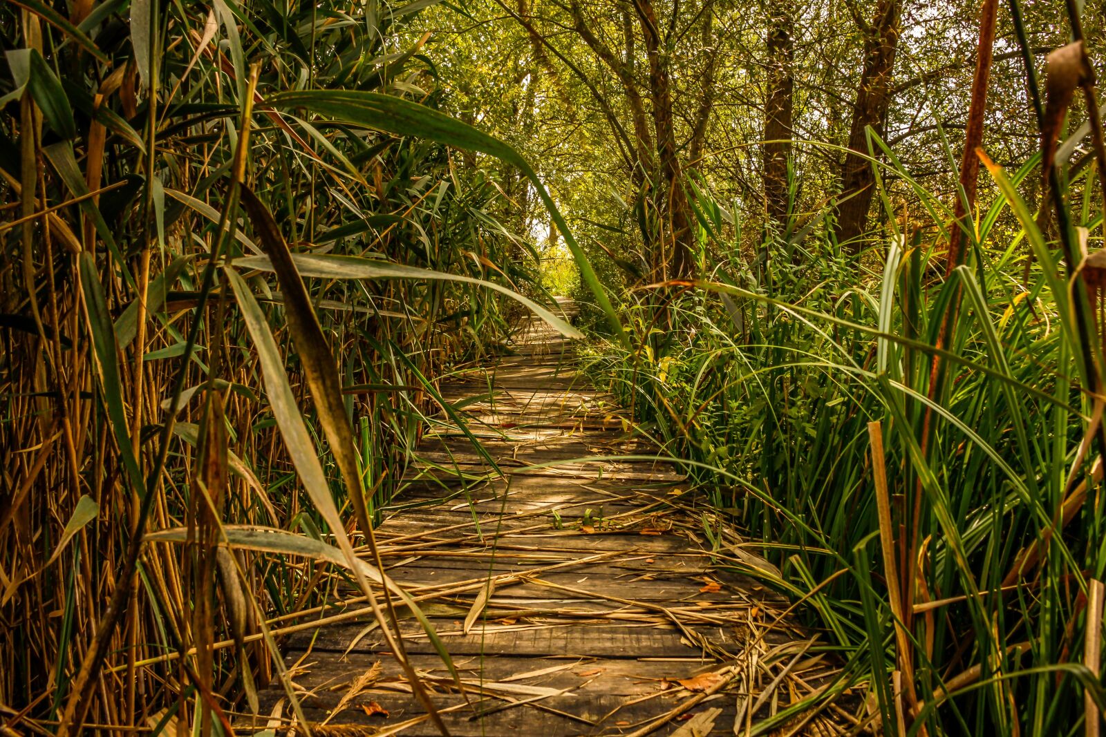Canon EOS 50D sample photo. Swamp, marsh, green photography