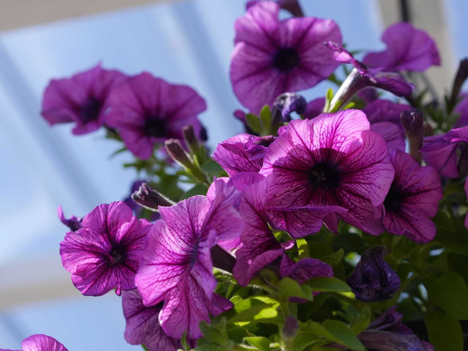 Panasonic Lumix DMC-GH3 sample photo. Flower, violet, summer photography