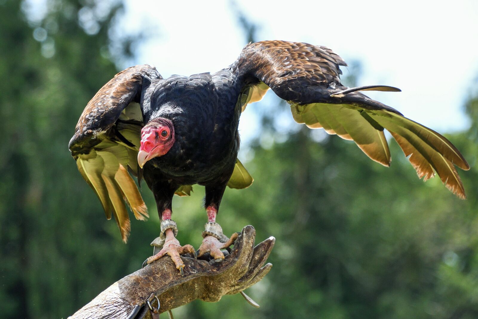 Nikon D500 sample photo. Vulture, scavenger, bird of photography