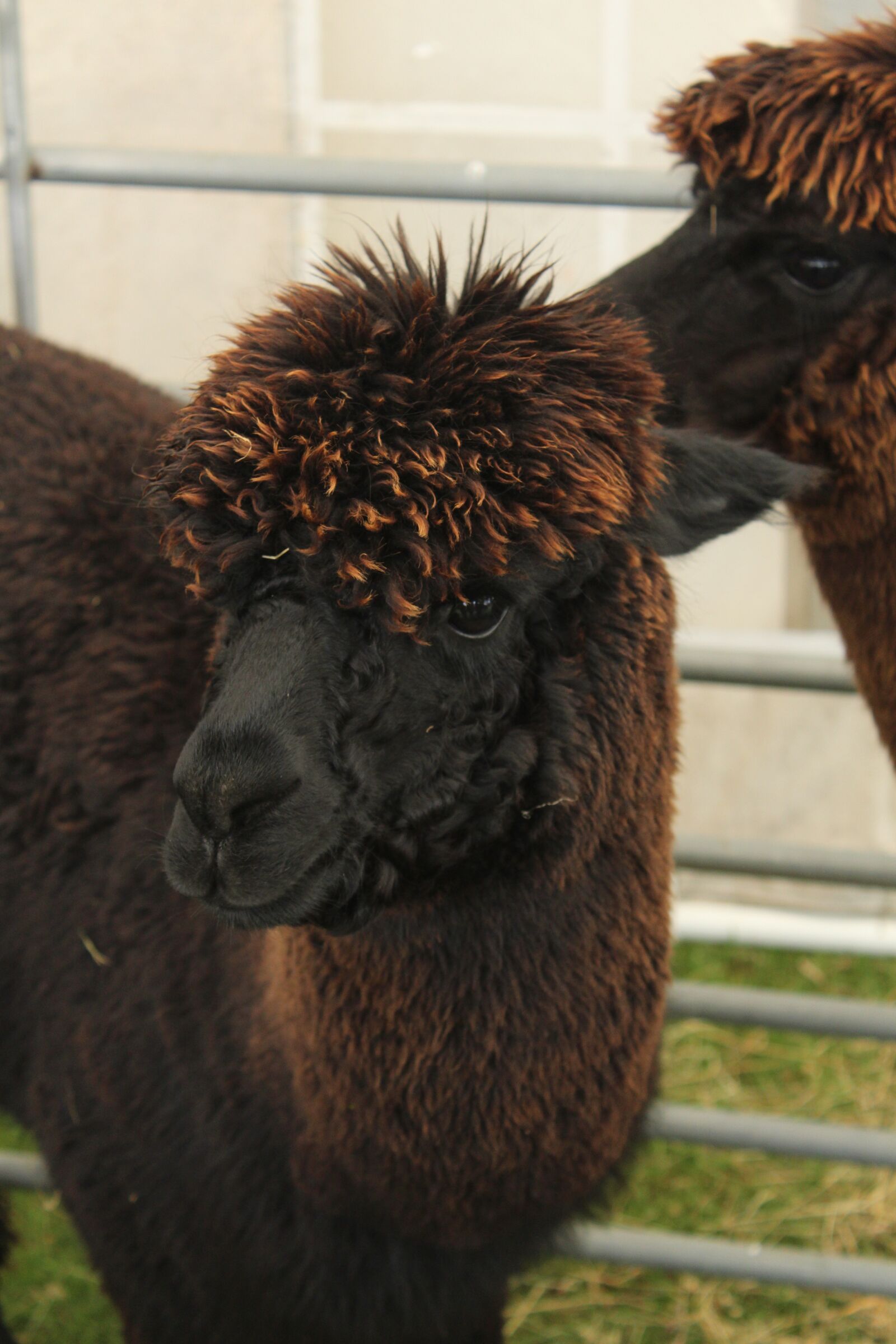 Canon EOS 650D (EOS Rebel T4i / EOS Kiss X6i) sample photo. Alpaca, wool, animal photography
