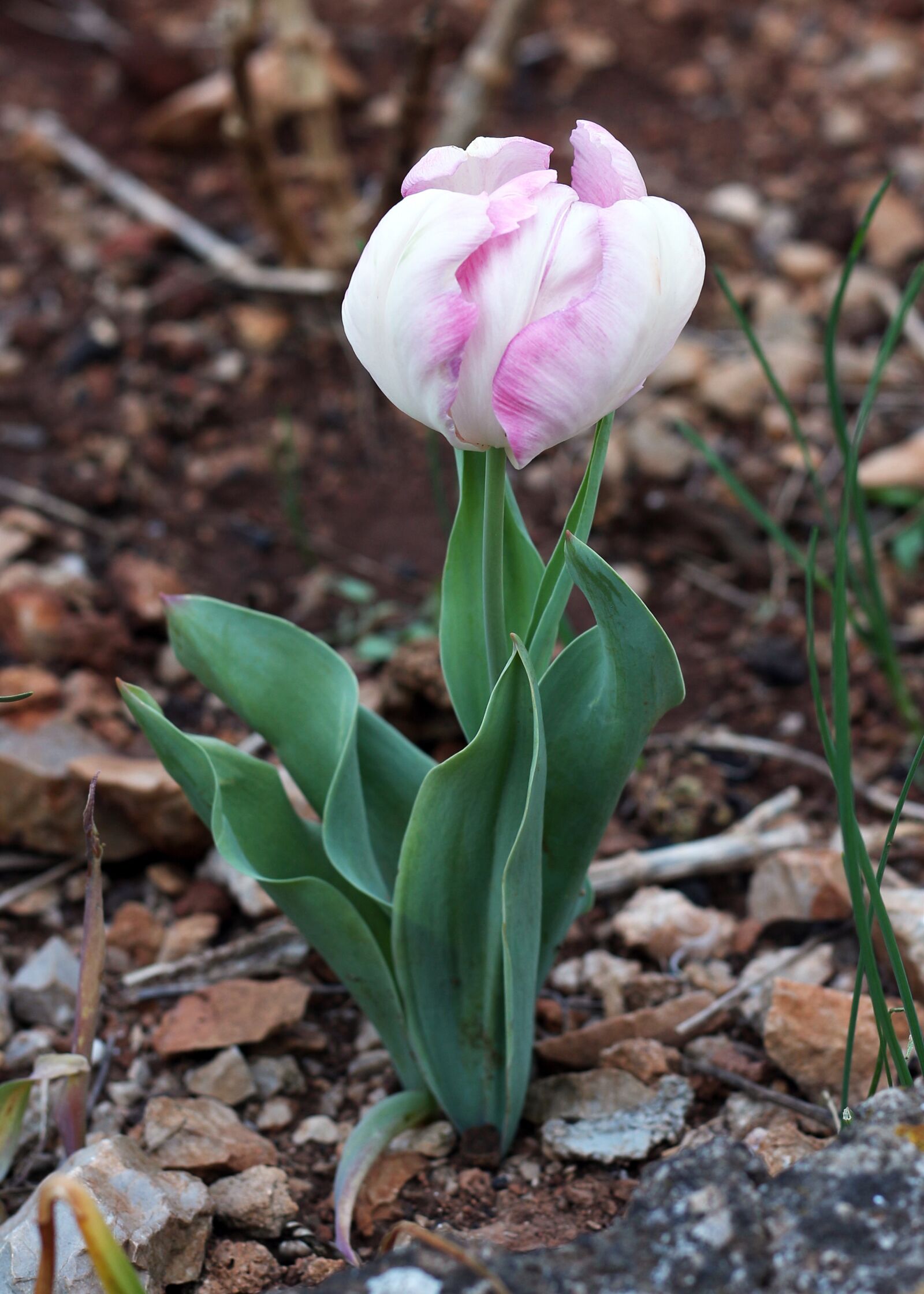 Canon EOS 700D (EOS Rebel T5i / EOS Kiss X7i) sample photo. Tulip, pale pink, pink photography