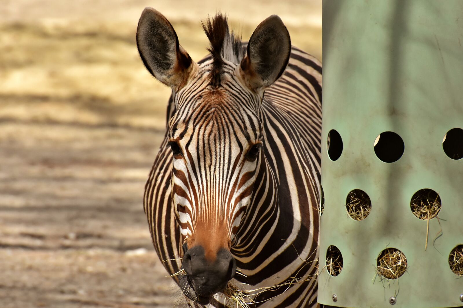 Nikon D7200 sample photo. Zebra, wild animal, zoo photography