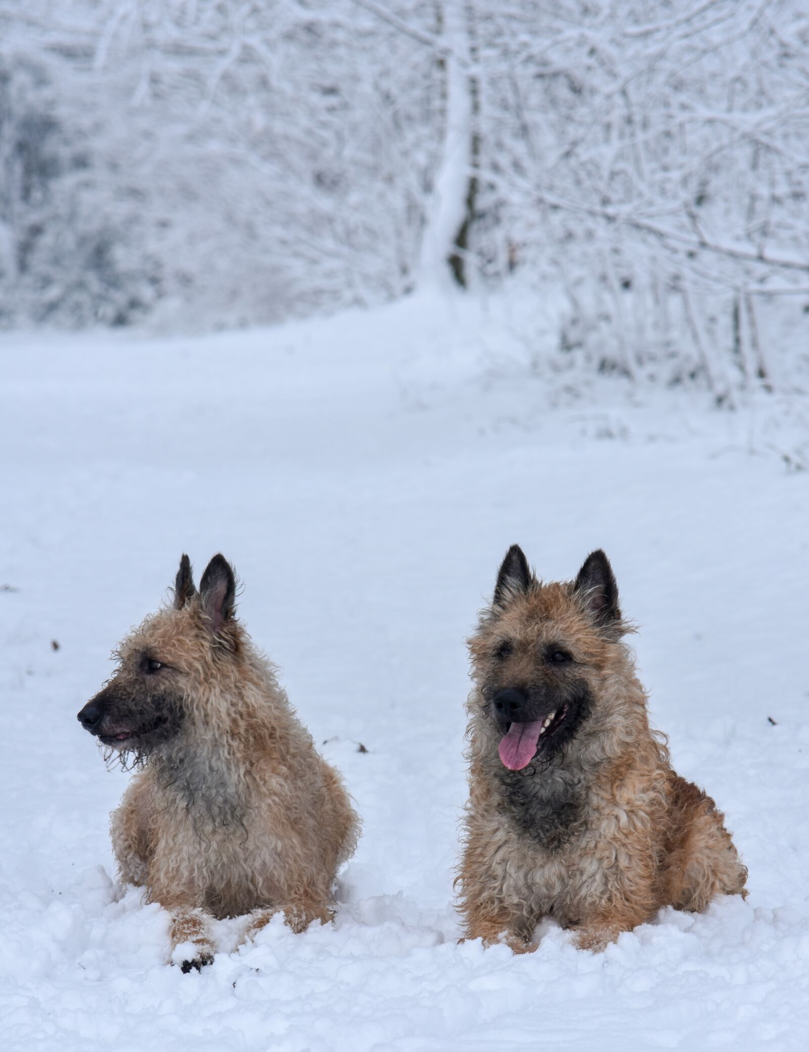Nikon D7200 sample photo. Snow, dogs, dog photography