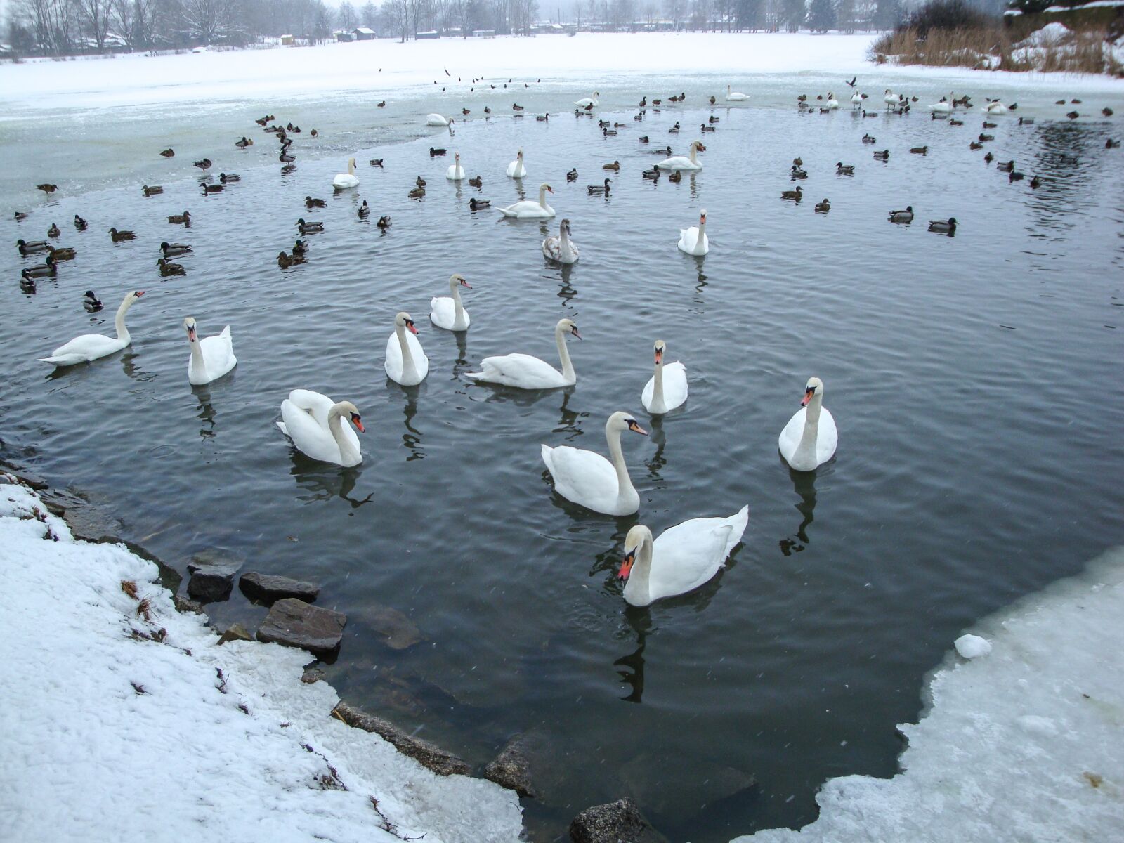 Sony Cyber-shot DSC-W170 sample photo. Swans, ducks, pond photography