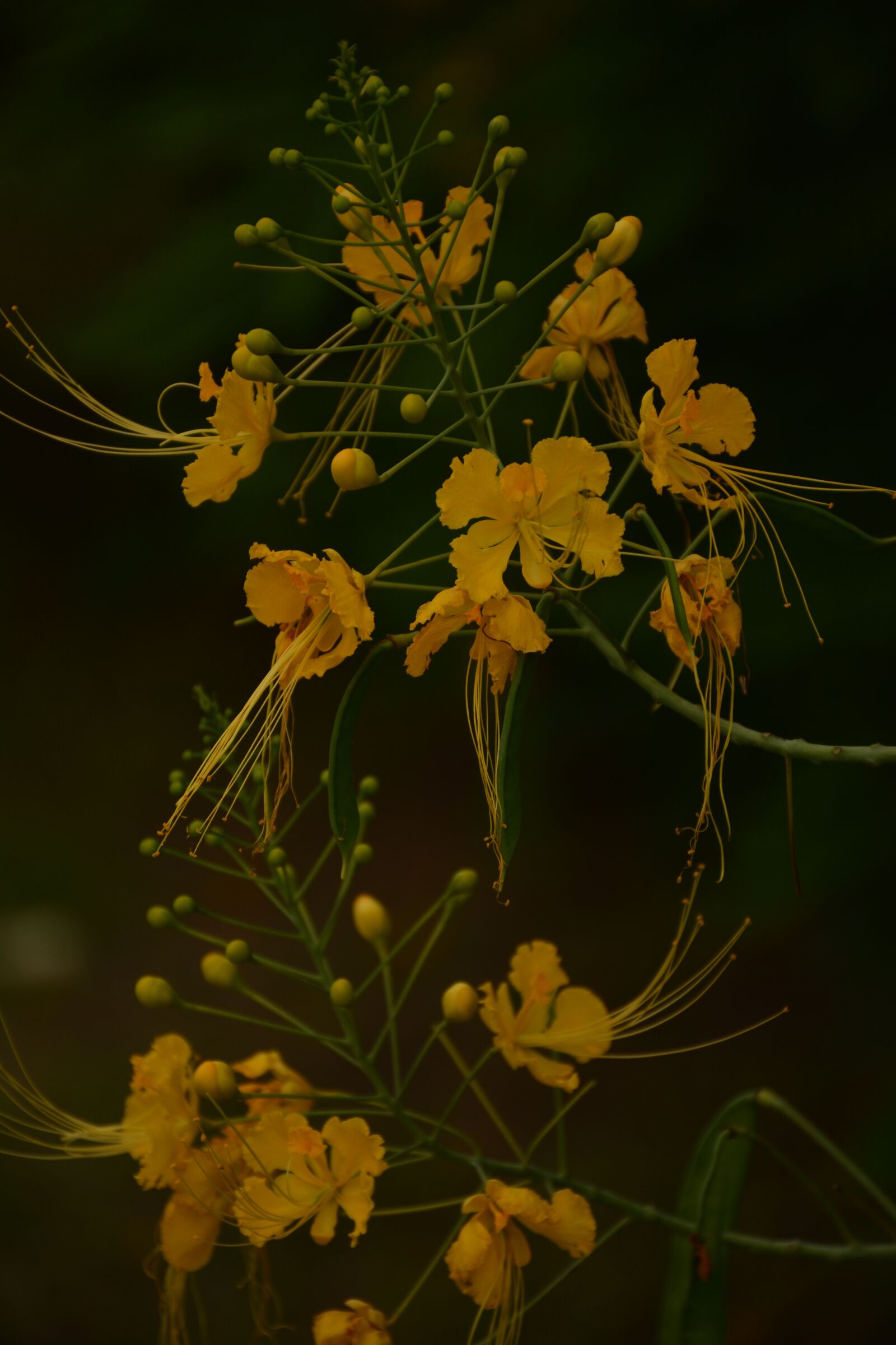 Nikon D5200 sample photo. Nature, flower, blossom photography
