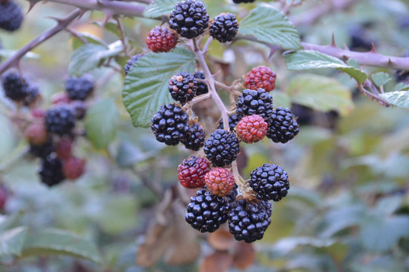 Nikon D3200 sample photo. Nature, fruit, leaf photography