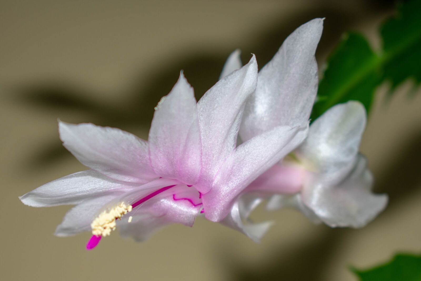 Nikon D3400 sample photo. Flower, blooming, blossom photography