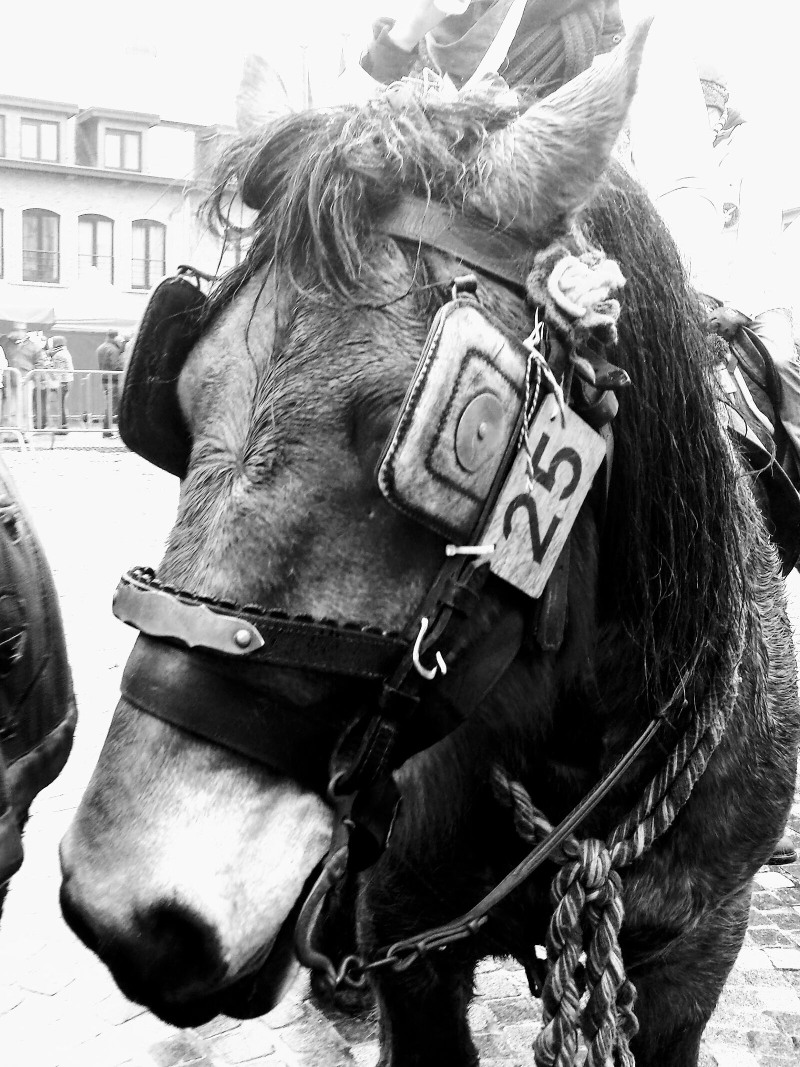 Samsung Galaxy S4 sample photo. Horse, farm horse, brabander photography