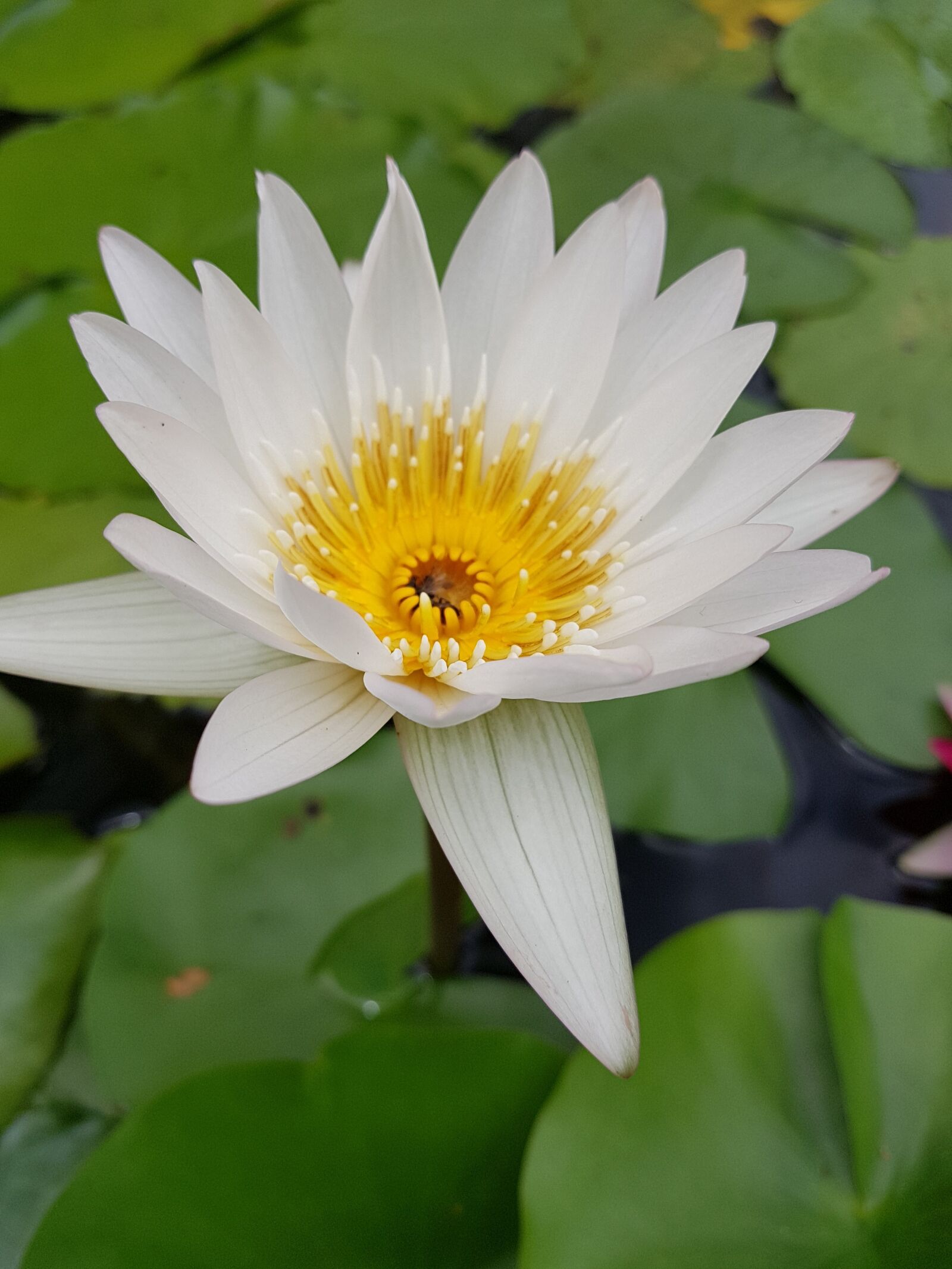 Samsung Galaxy Note Fan Edition sample photo. Lotus, flower, lily photography