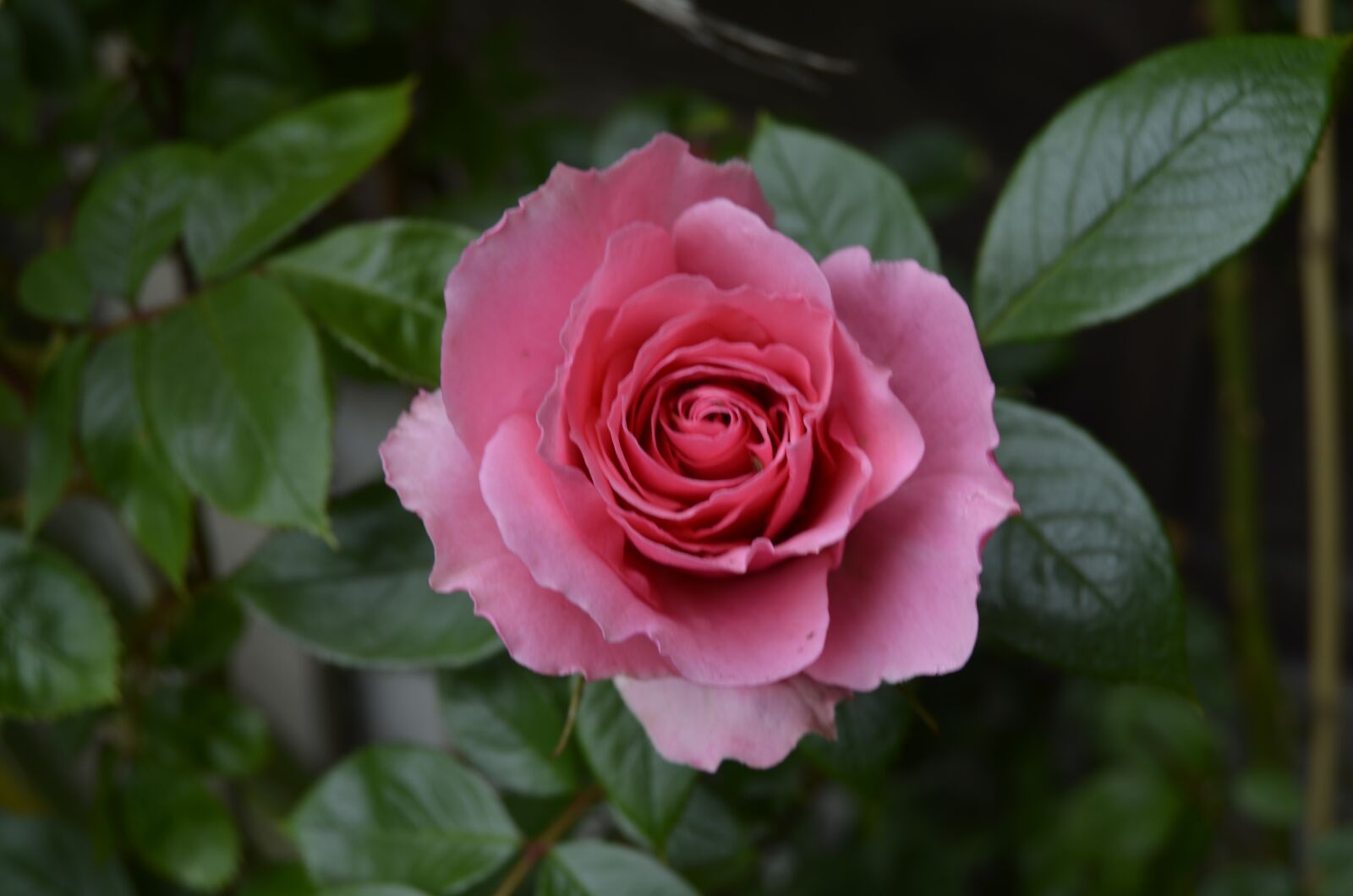 Nikon D5100 sample photo. Rose, floribunda, floral photography
