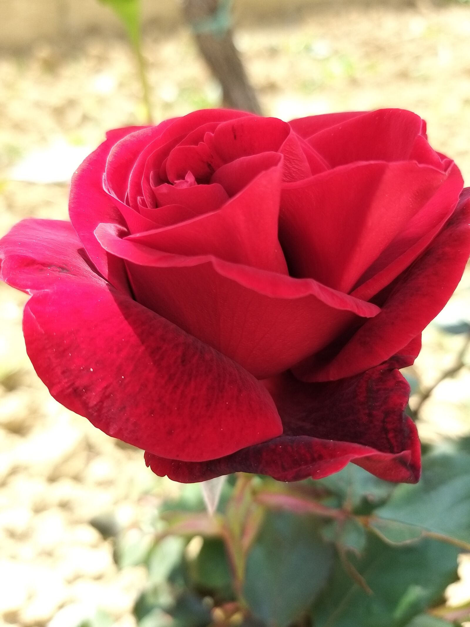 Samsung Galaxy A9 (2018) sample photo. Rose, red, spring photography