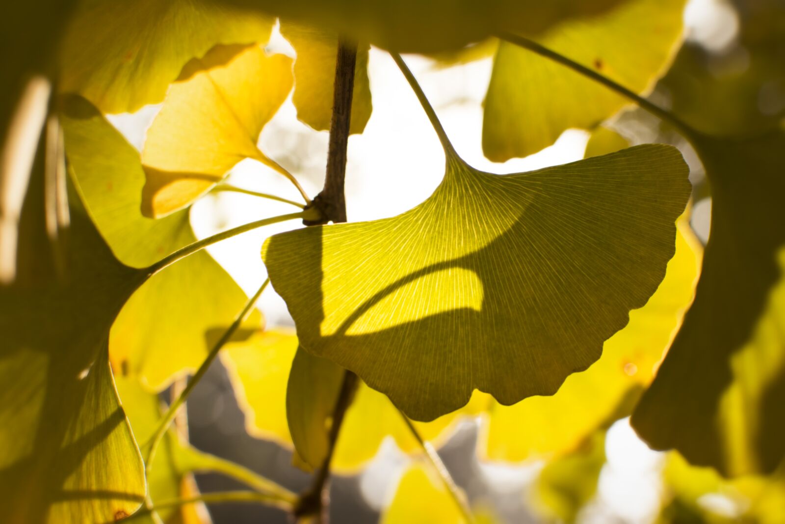 Nikon D7100 sample photo. Ginkgo, sunshine, backlighting photography