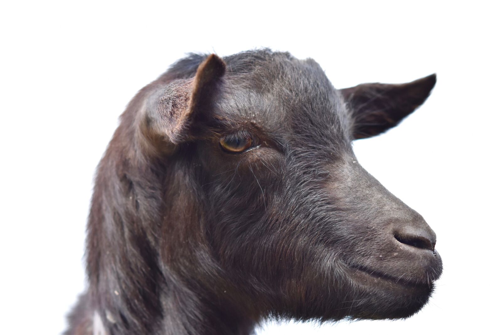 Nikon D5600 sample photo. Goat, portrait profile of photography